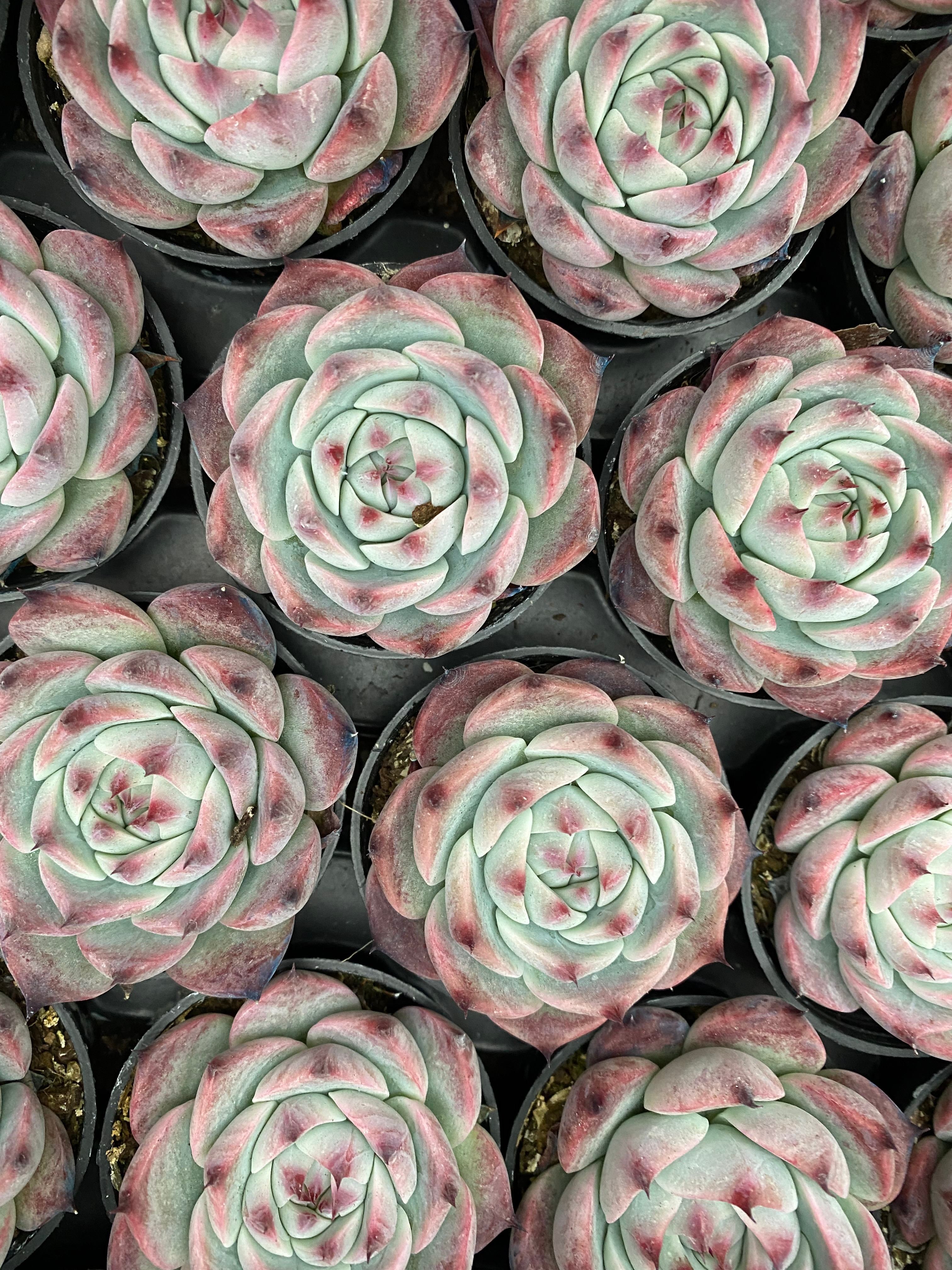 Q112 エケベリア チワワエンシ