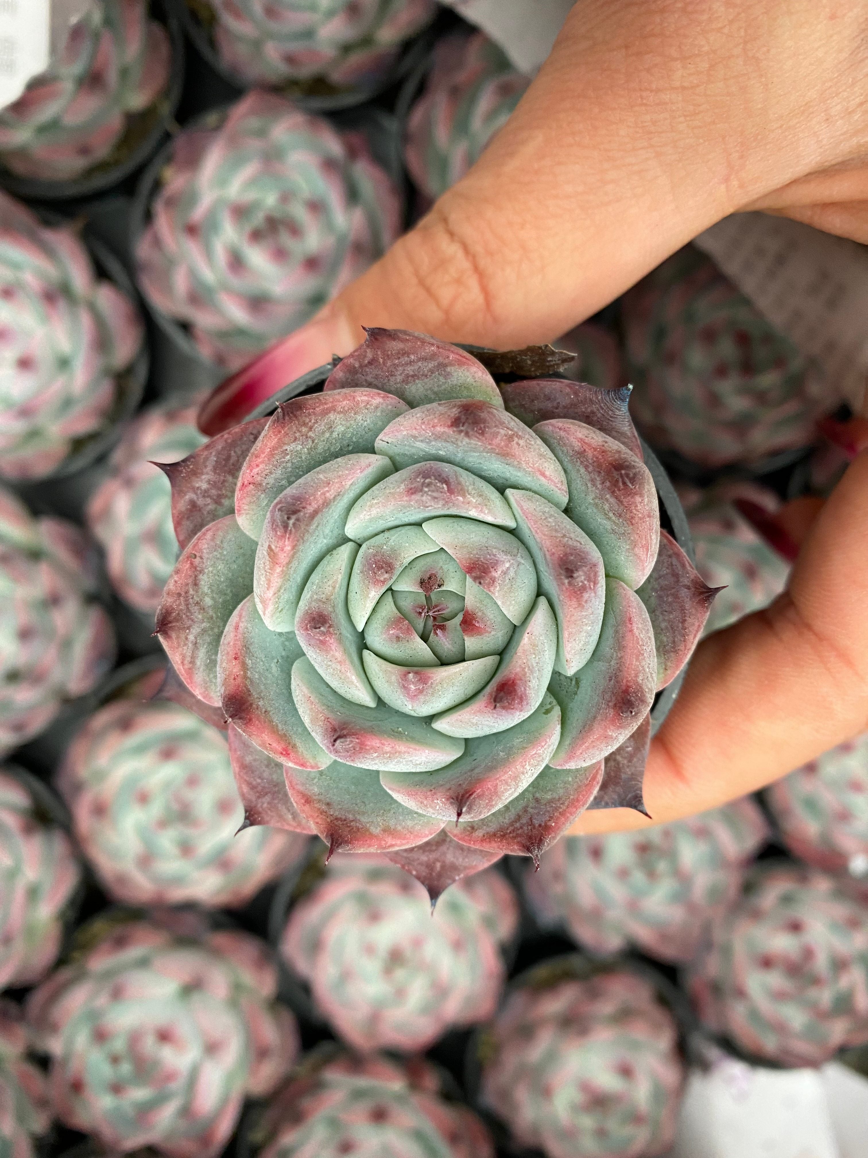 Q112 エケベリア チワワエンシ