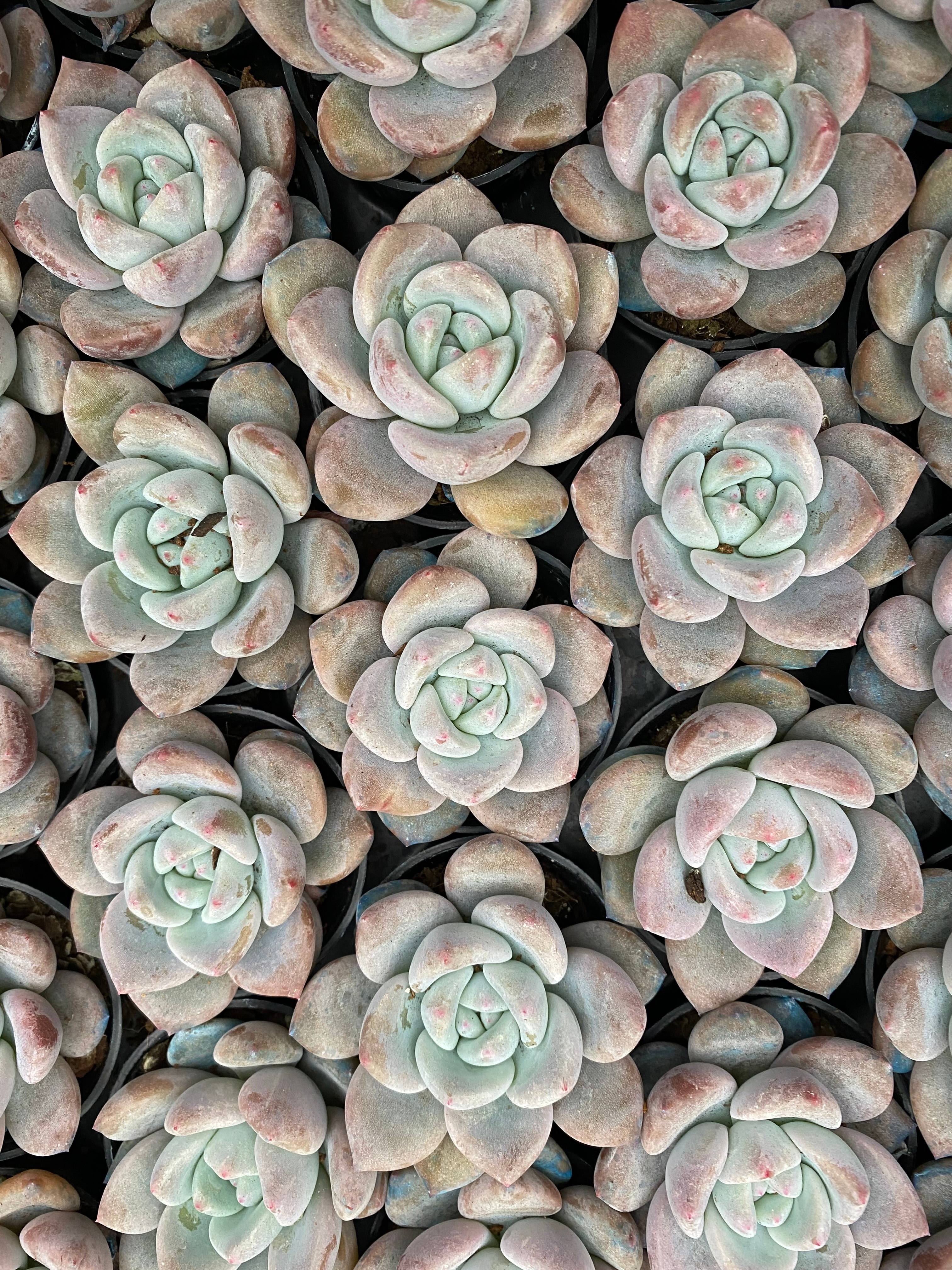 Q113 エケベリア OP アイスグリーン