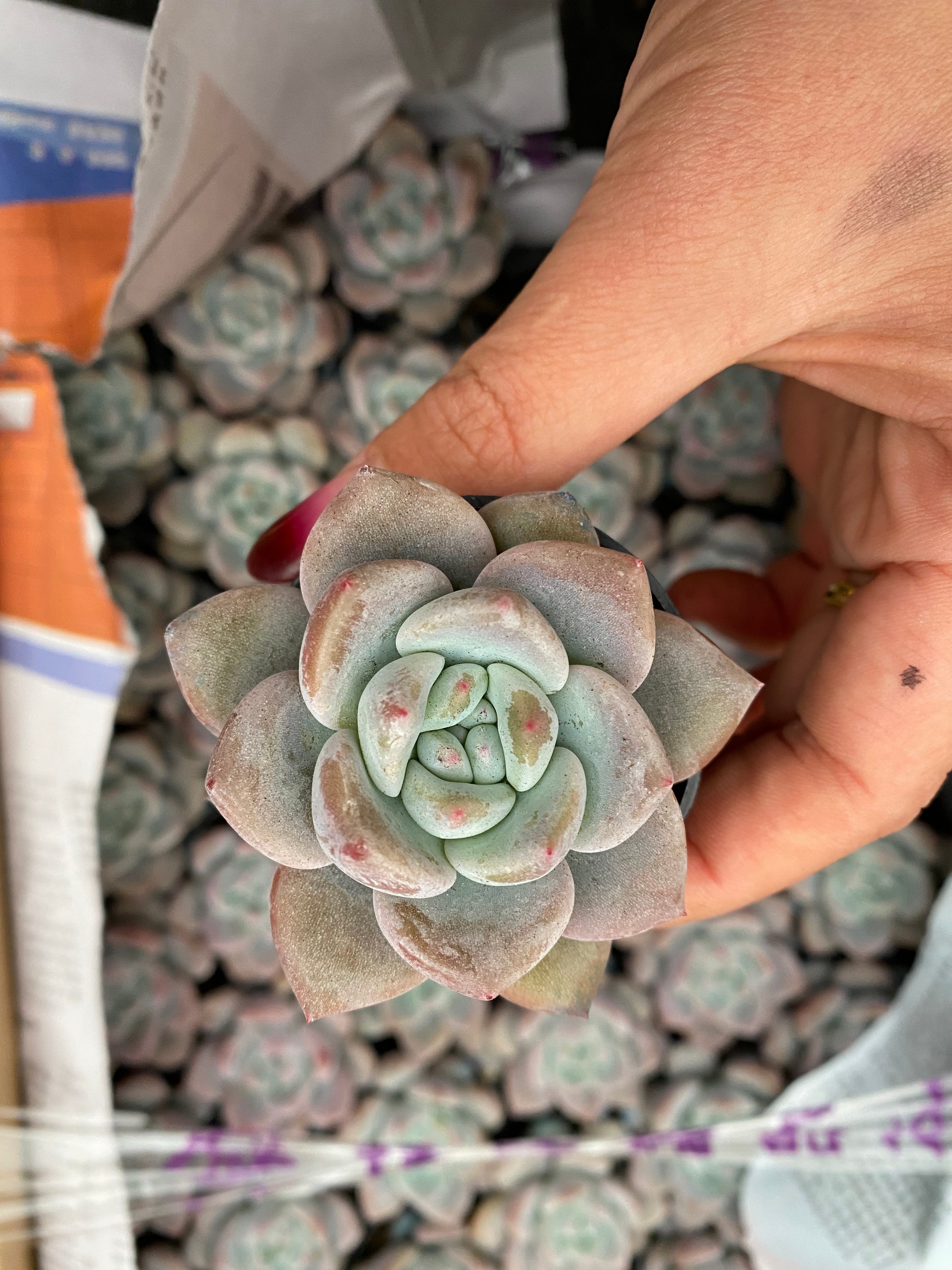 Q113 エケベリア OP アイスグリーン