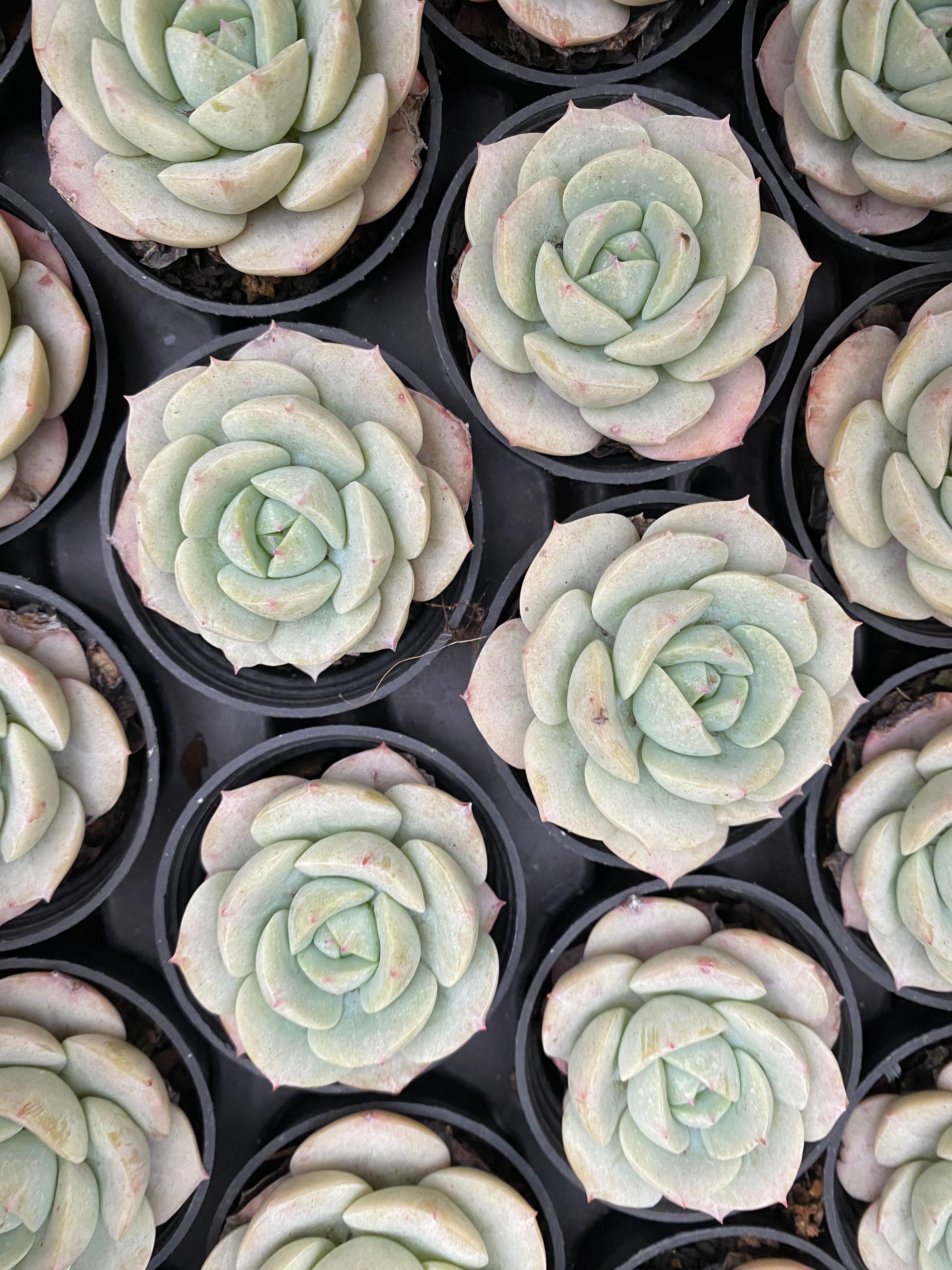 Q114 エケベリア ラブチューン