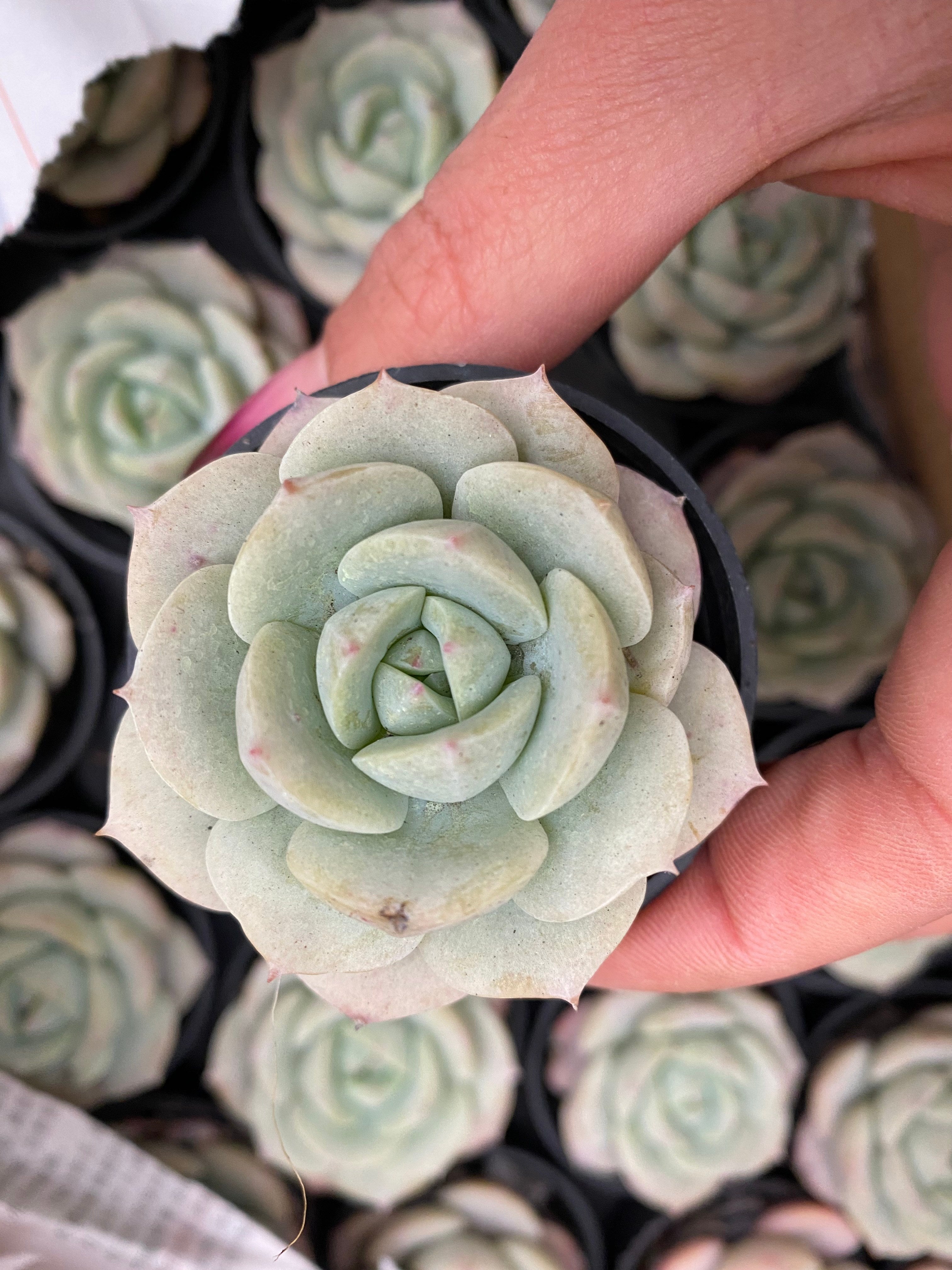 Q114 エケベリア ラブチューン