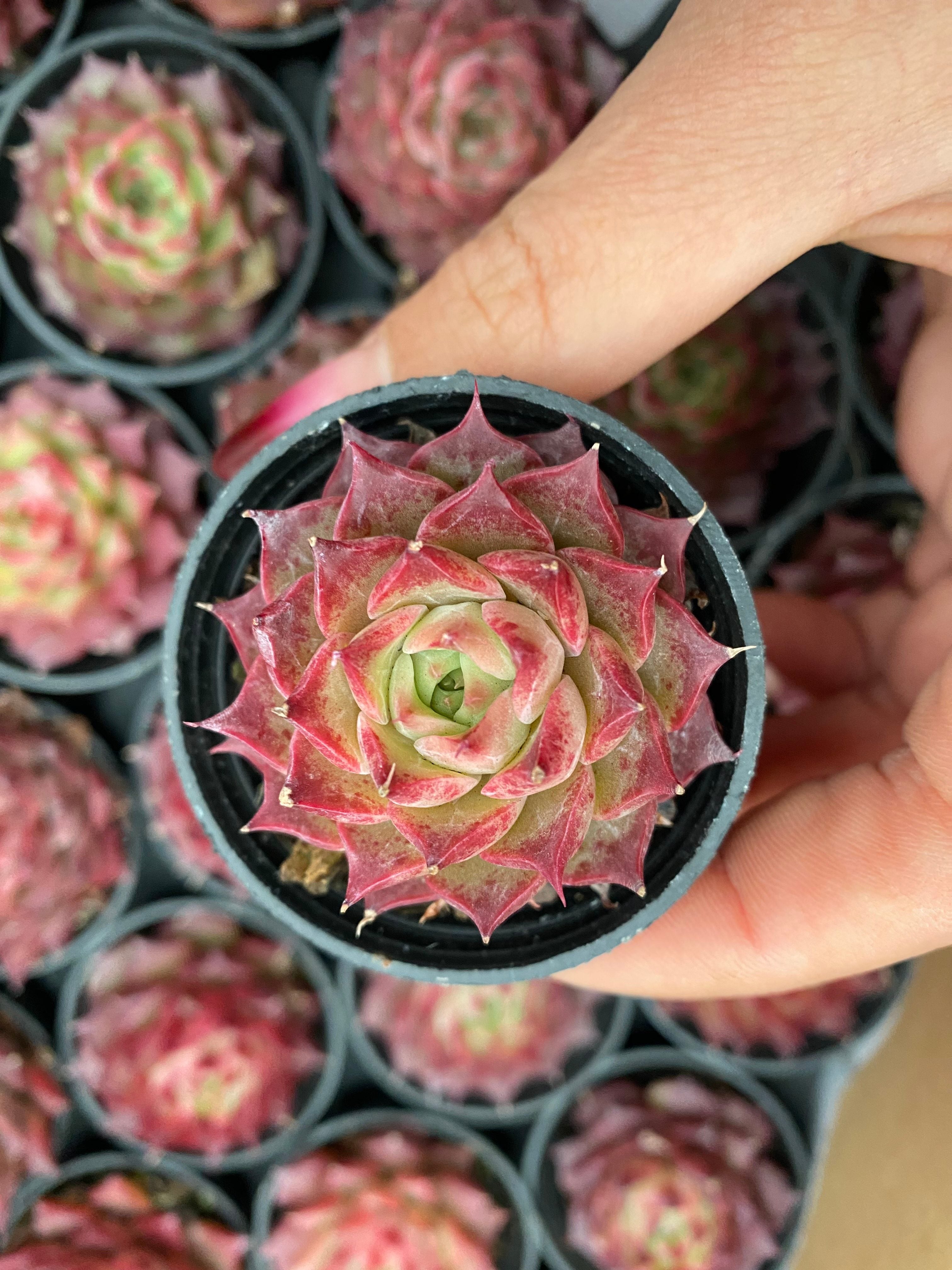 Q115 エケベリア リトル コンク