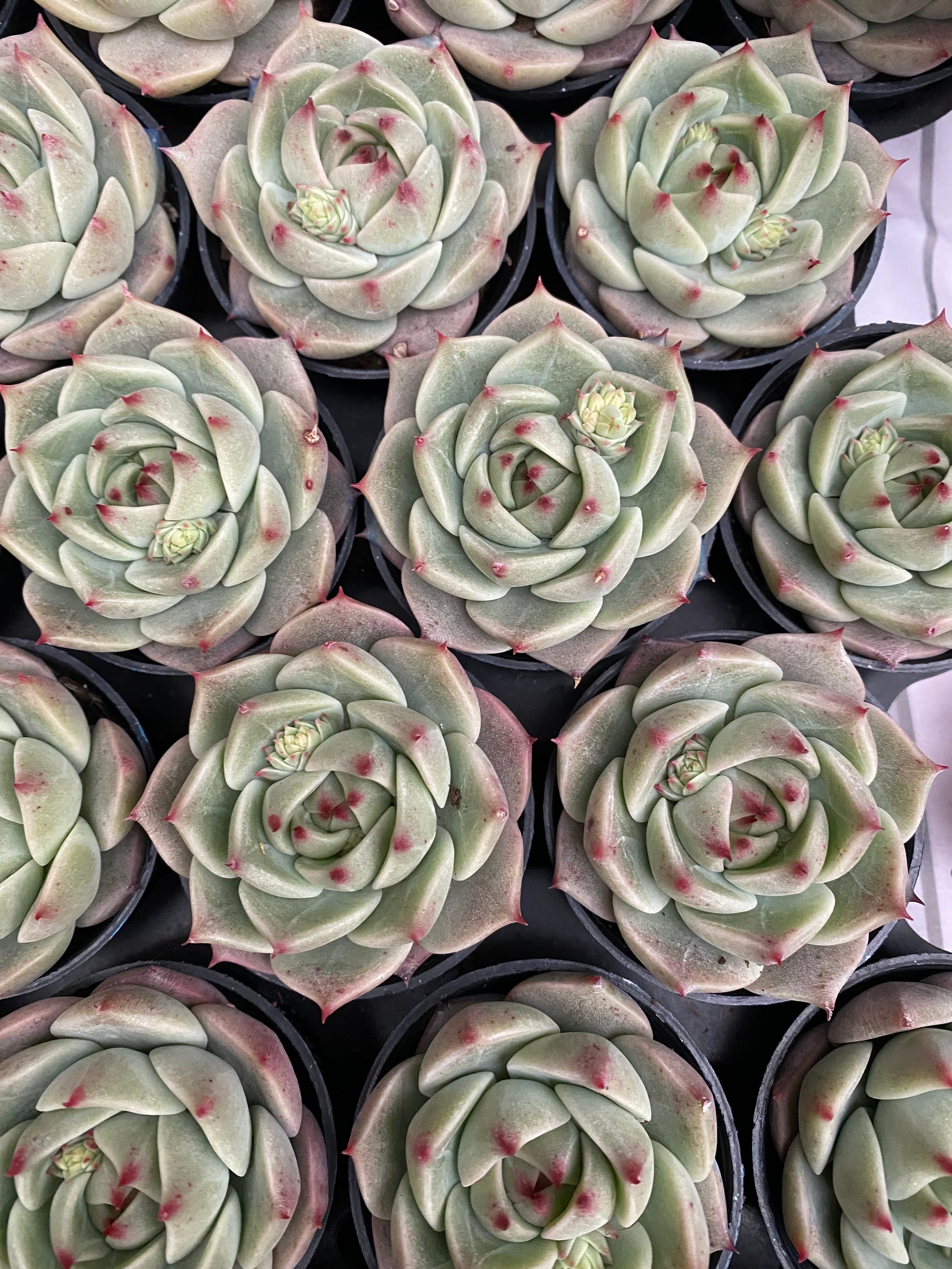 Q117 エケベリア ターコイズブルー