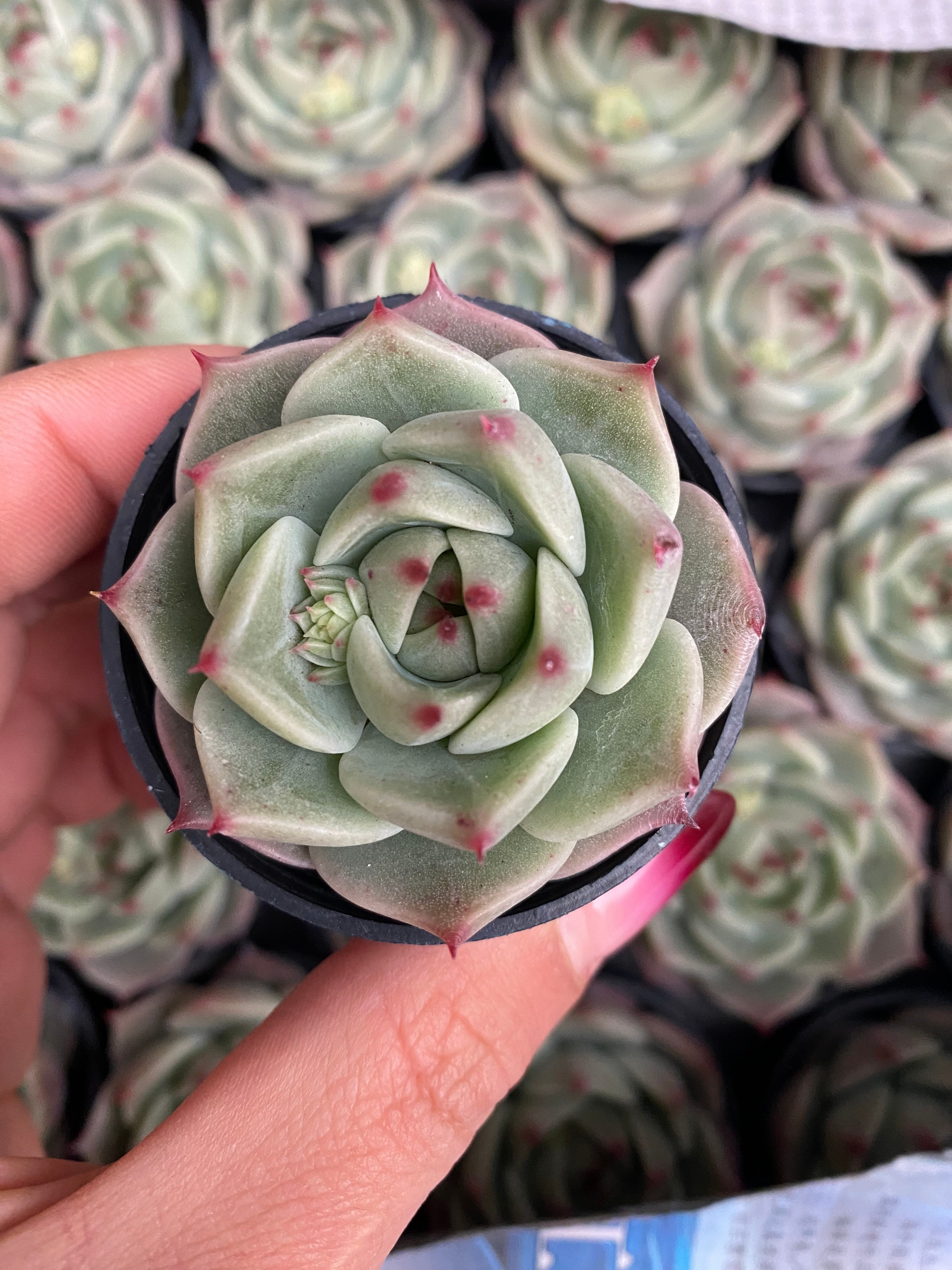 Q117 エケベリア ターコイズブルー