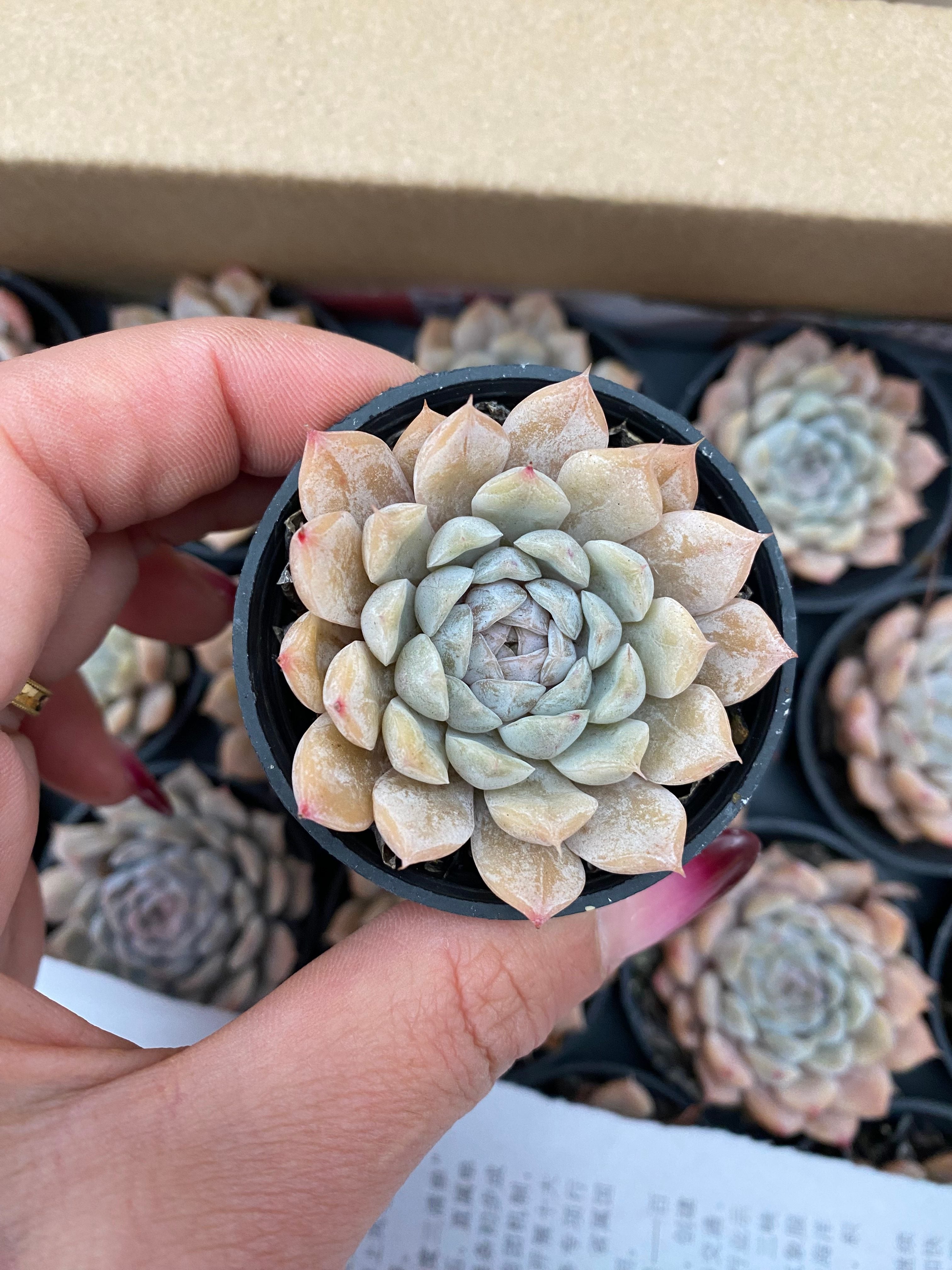 Q118 エケベリア シーシェル