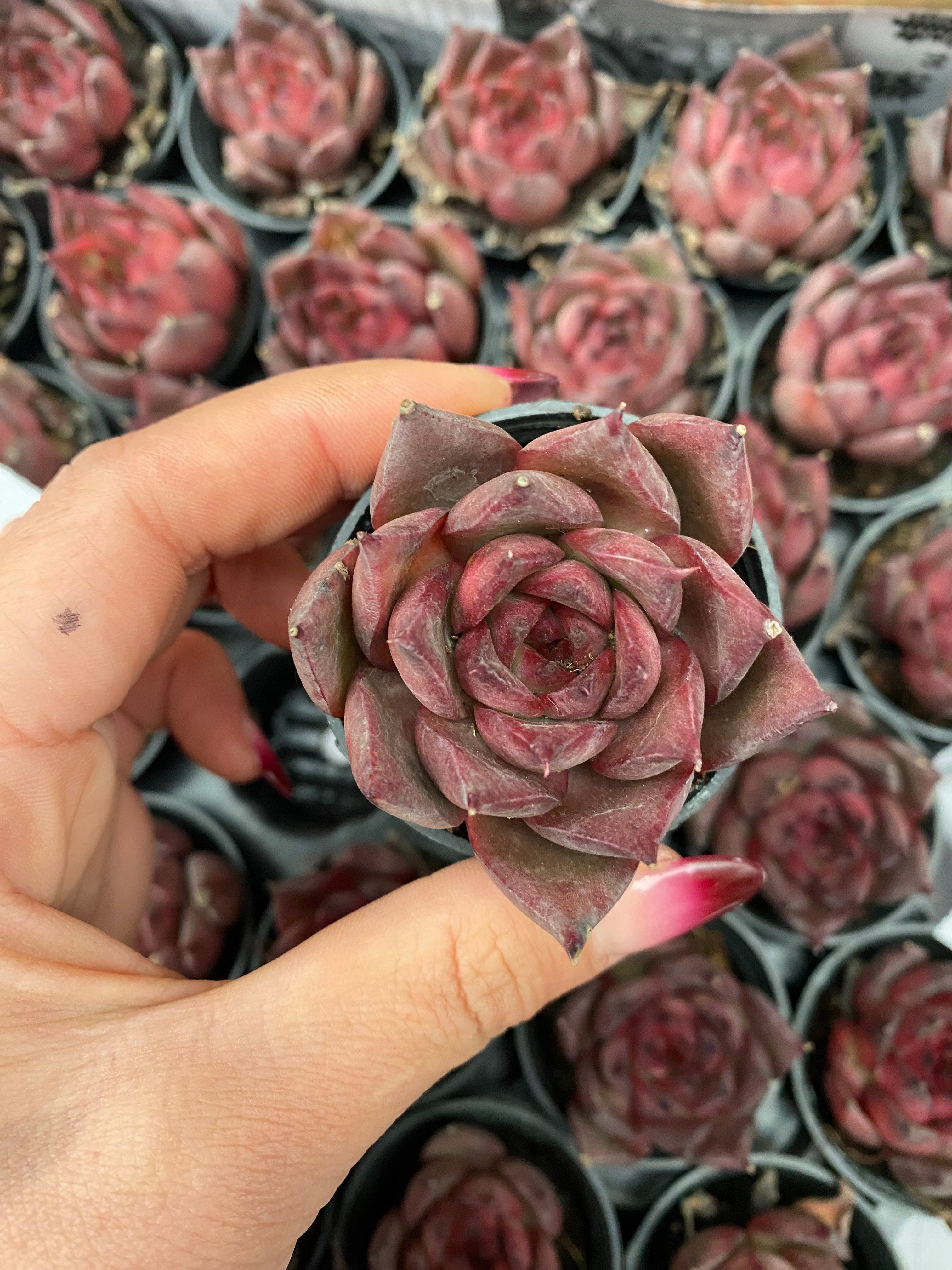 Q119 エケベリア ワイルドホース