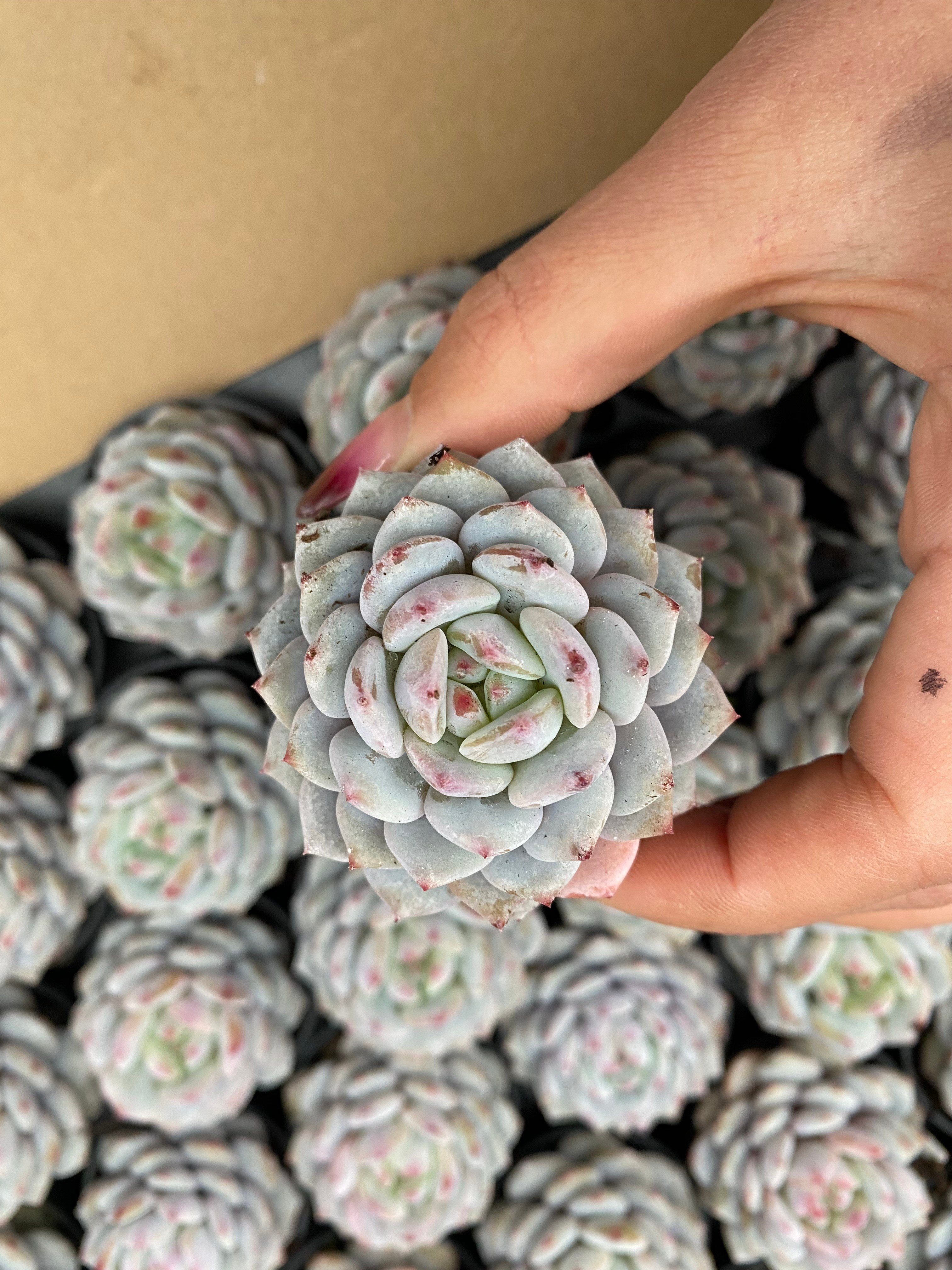 Q120 エケベリア 星星橙