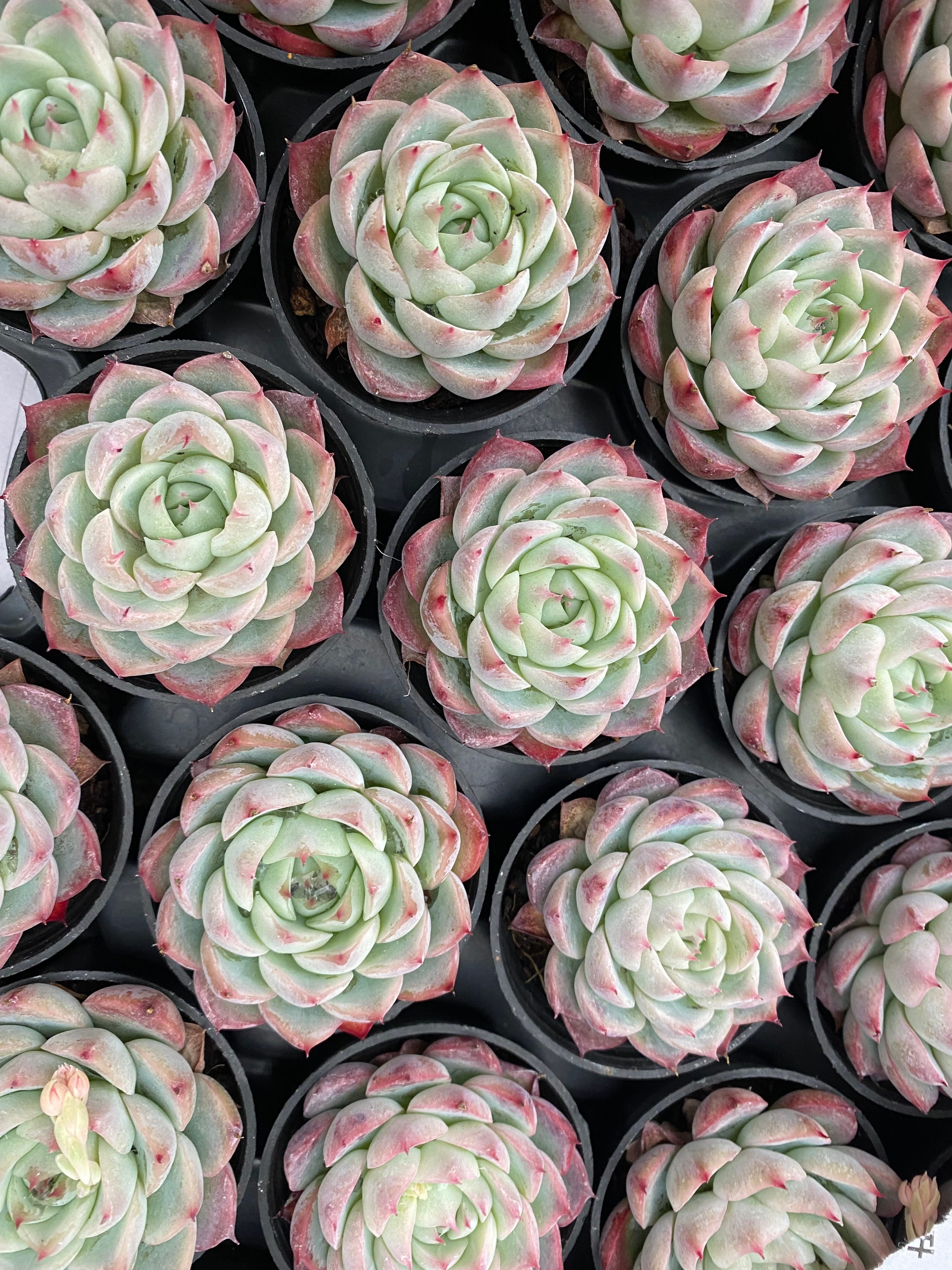 Q121 エケベリア ピンク・クリスタル・ローズ