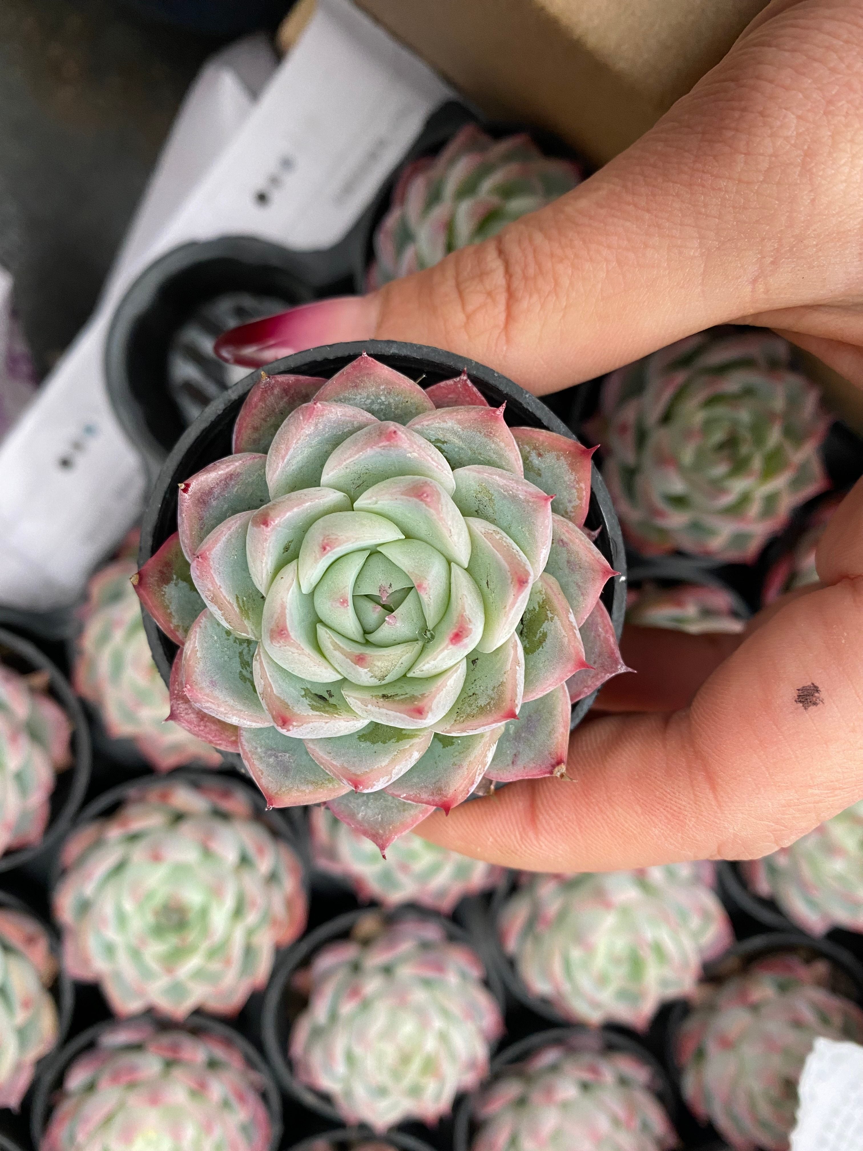 Q121 エケベリア ピンク・クリスタル・ローズ