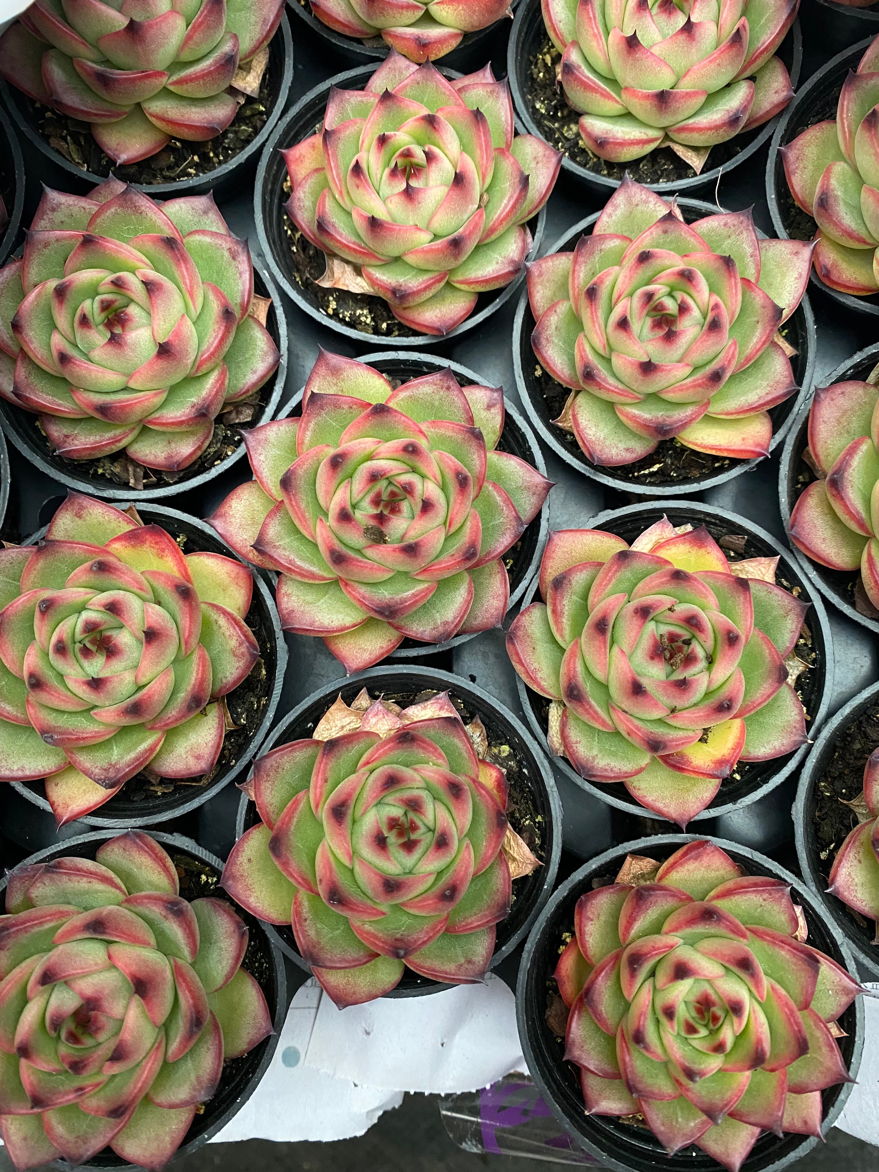 Q122 エケベリア ムーンストーン