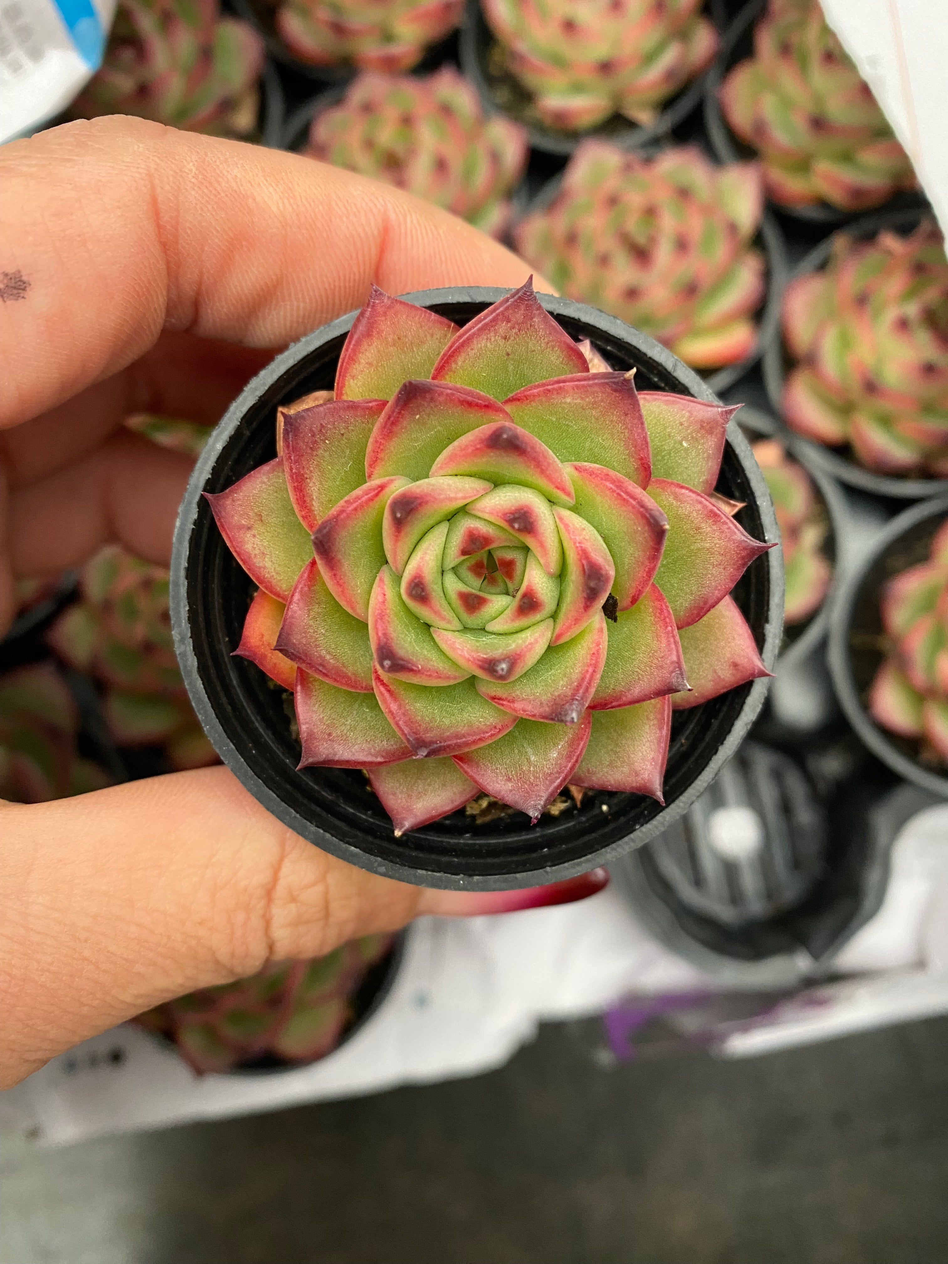 Q122 エケベリア ムーンストーン