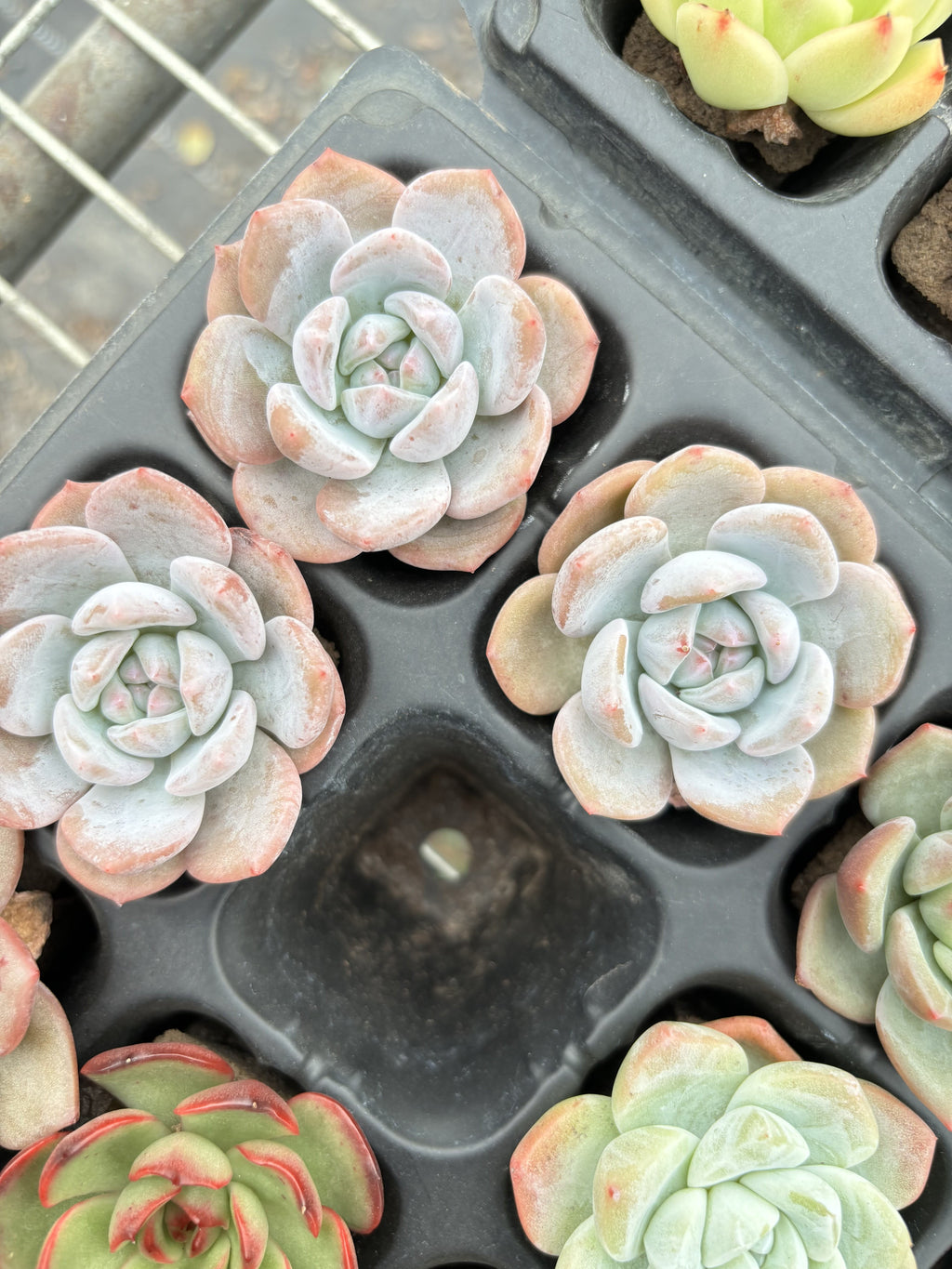 R001 エケベリア 星影