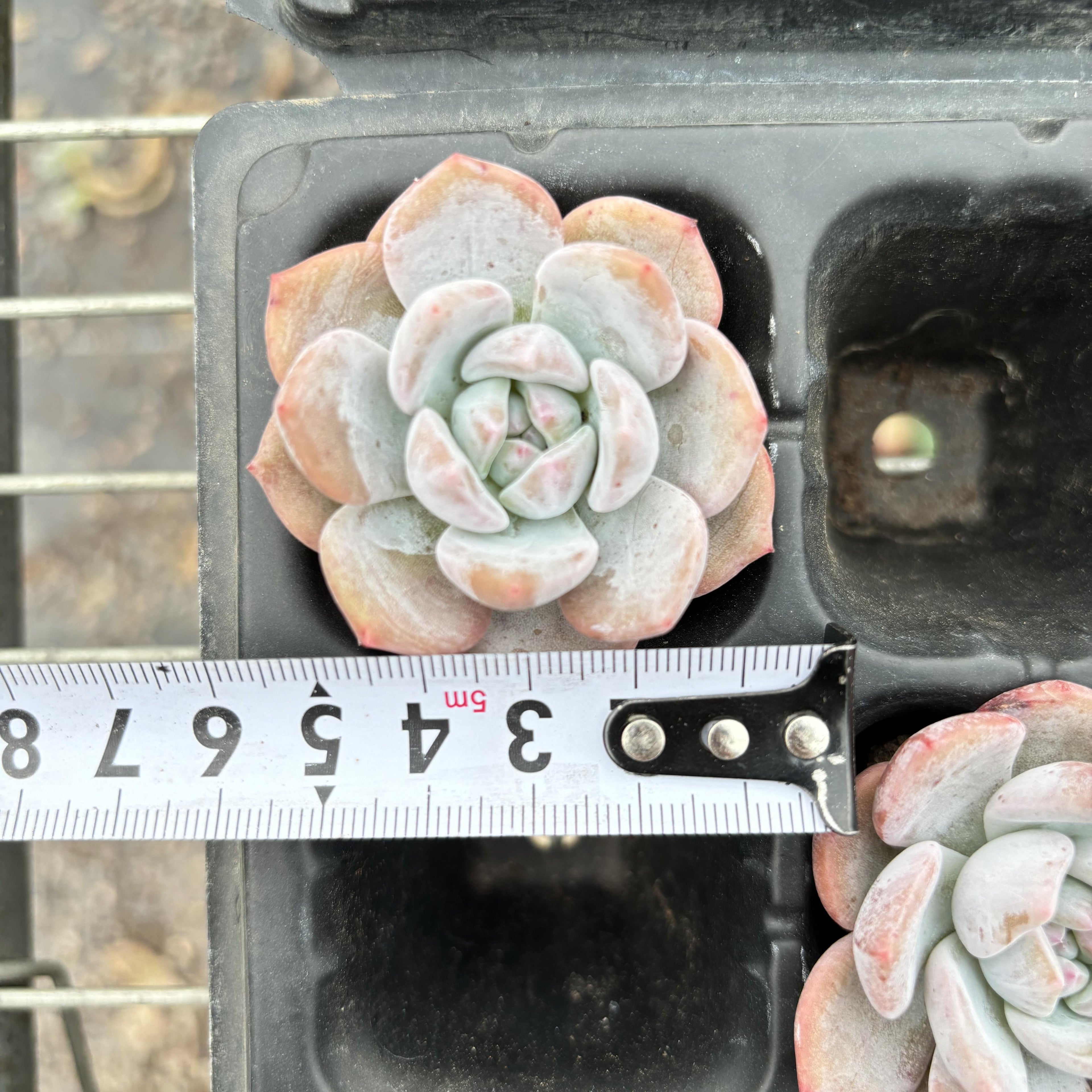 R001 エケベリア 星影