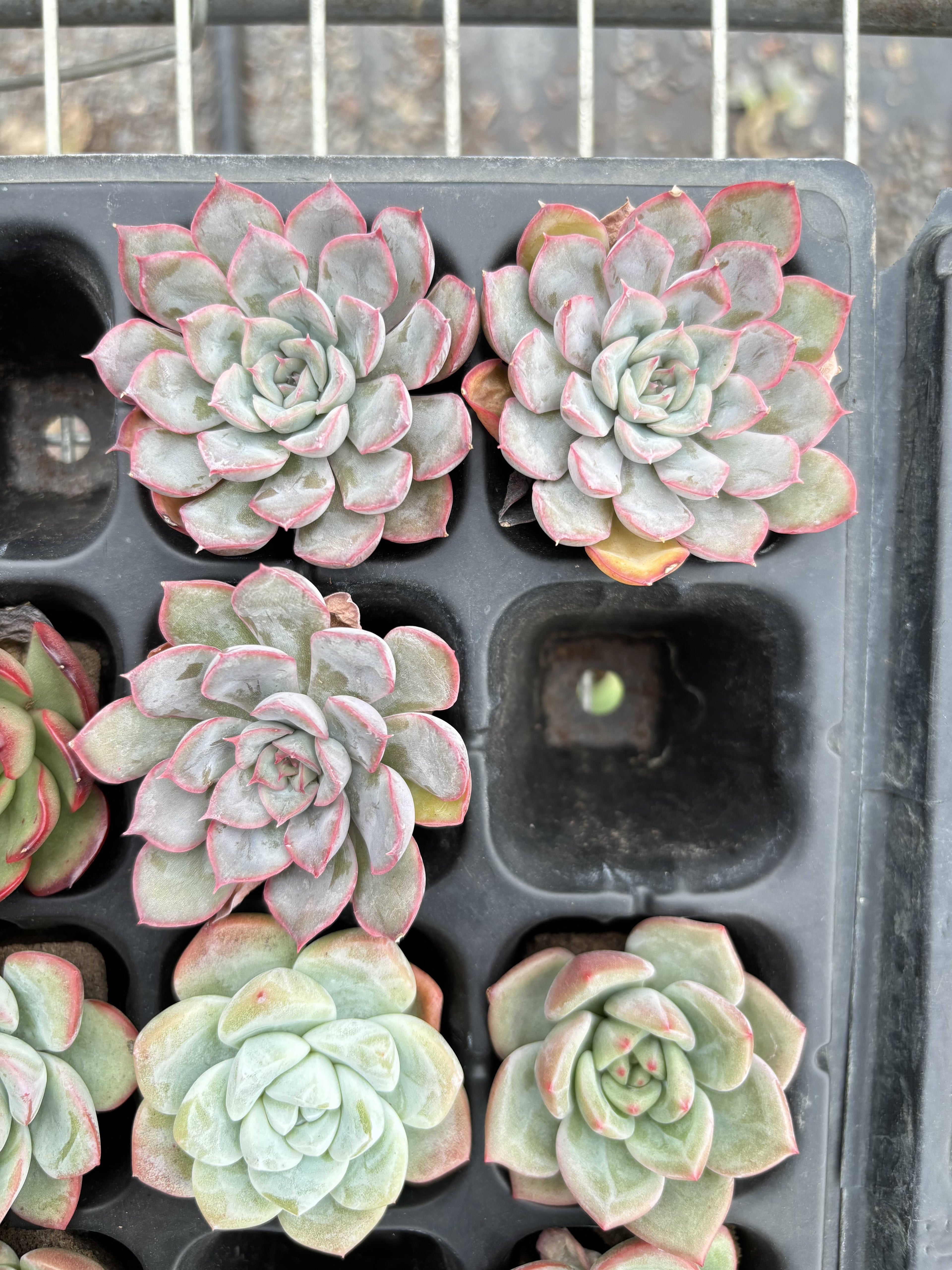 R002 エケベリア オリオン