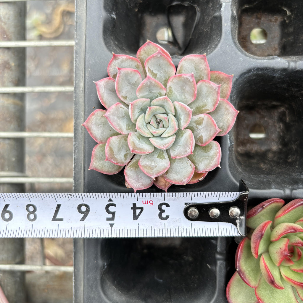 R002 エケベリア オリオン