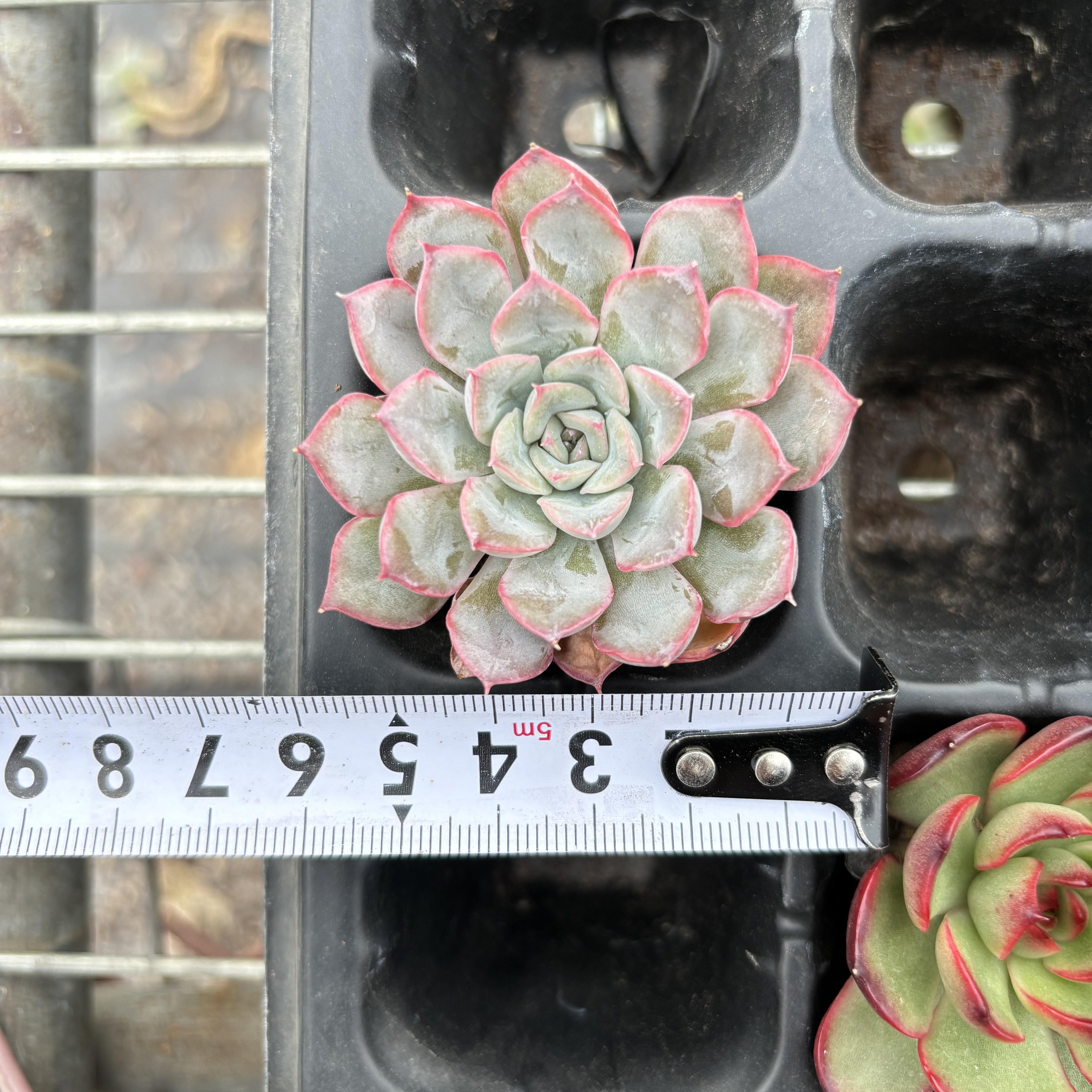 R002 エケベリア オリオン