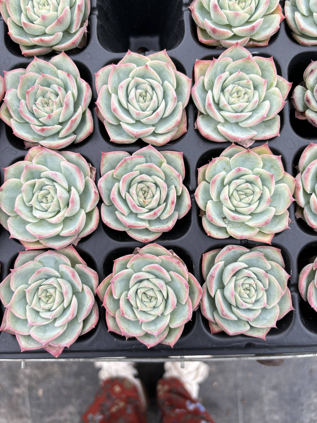 R003 ヒューグミリス エケベリア