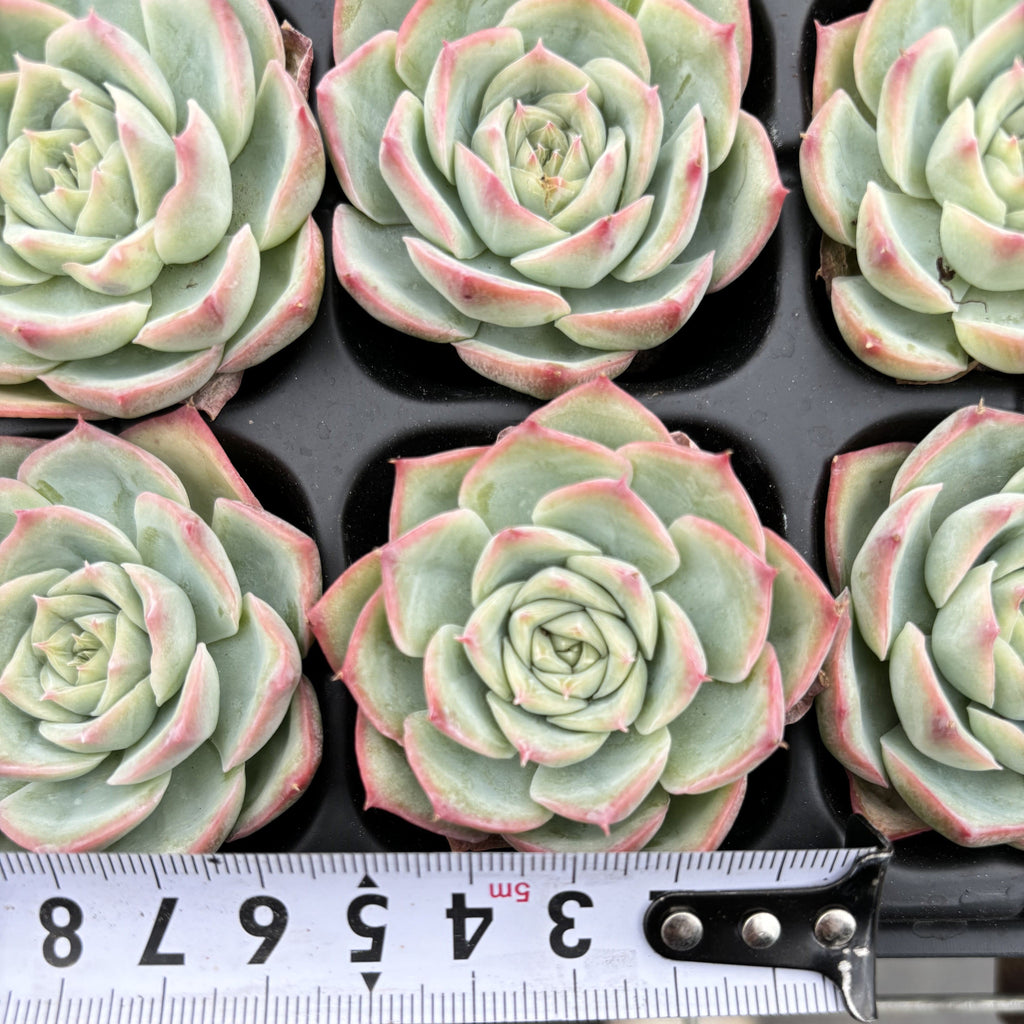 R003 ヒューグミリス エケベリア