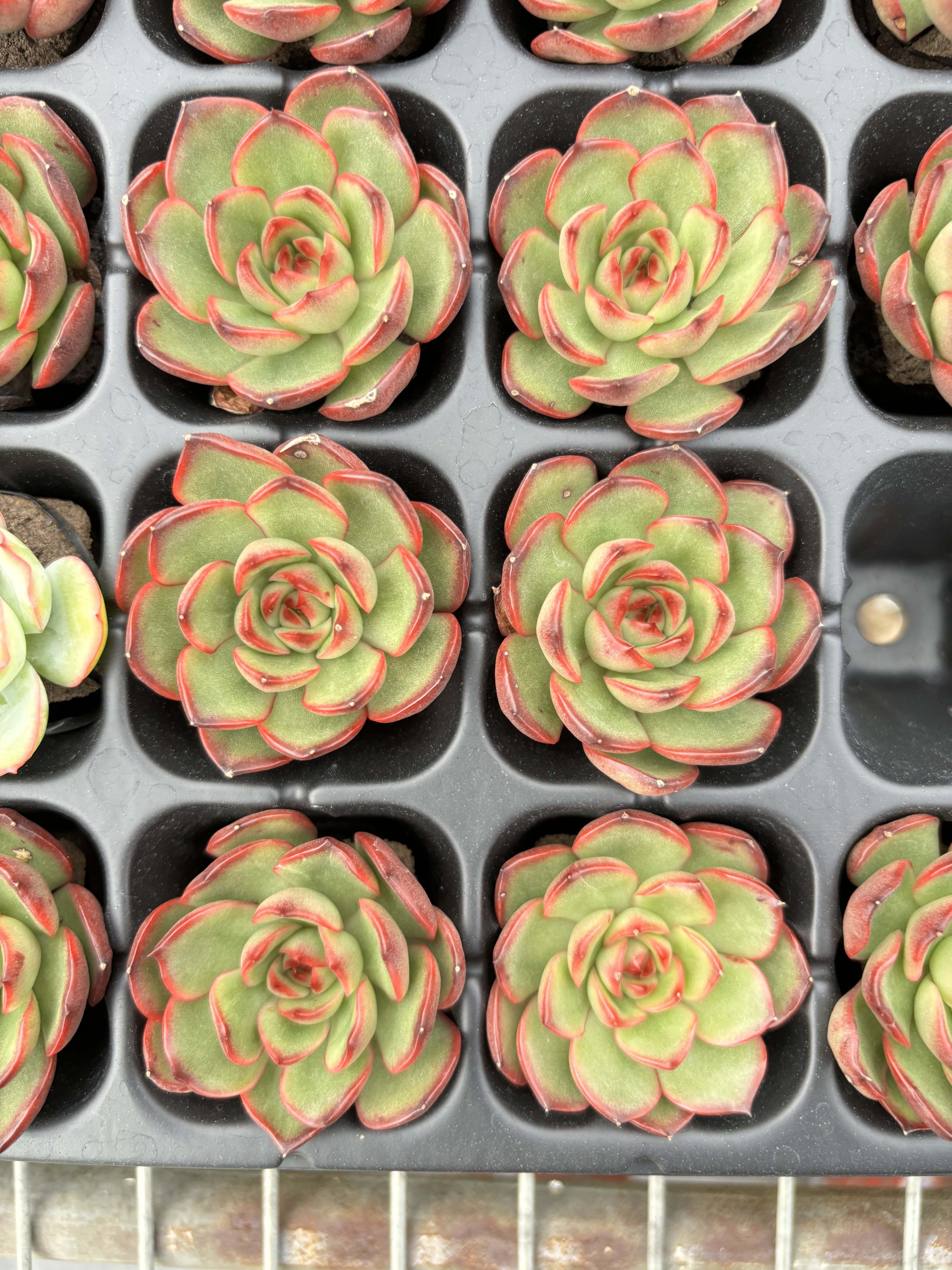 R004 エケベリア レッド・モラン