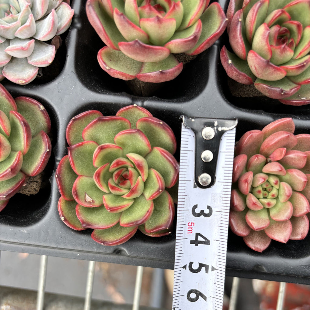 R004 エケベリア レッド・モラン