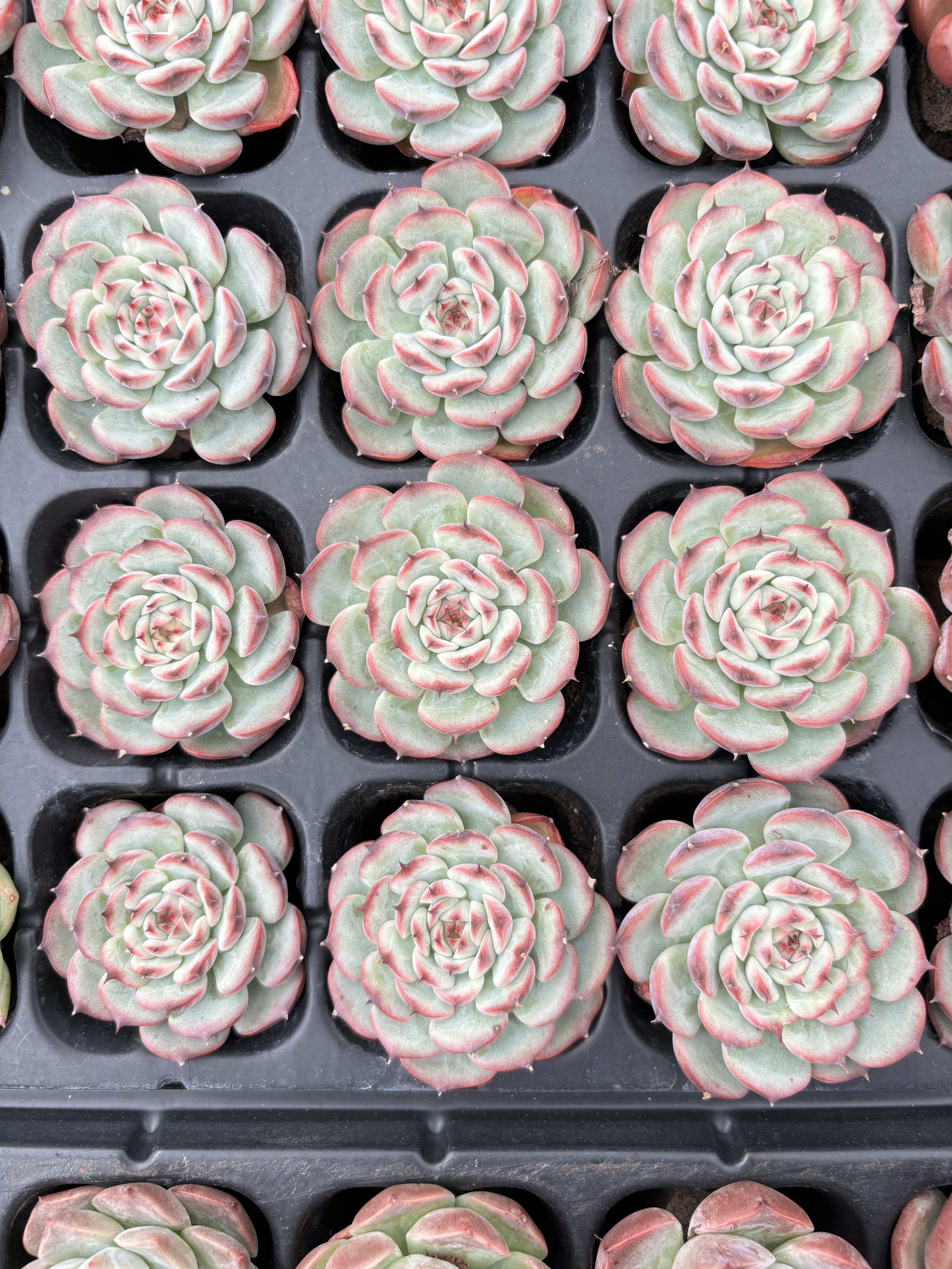 R005 エケベリア マルセル