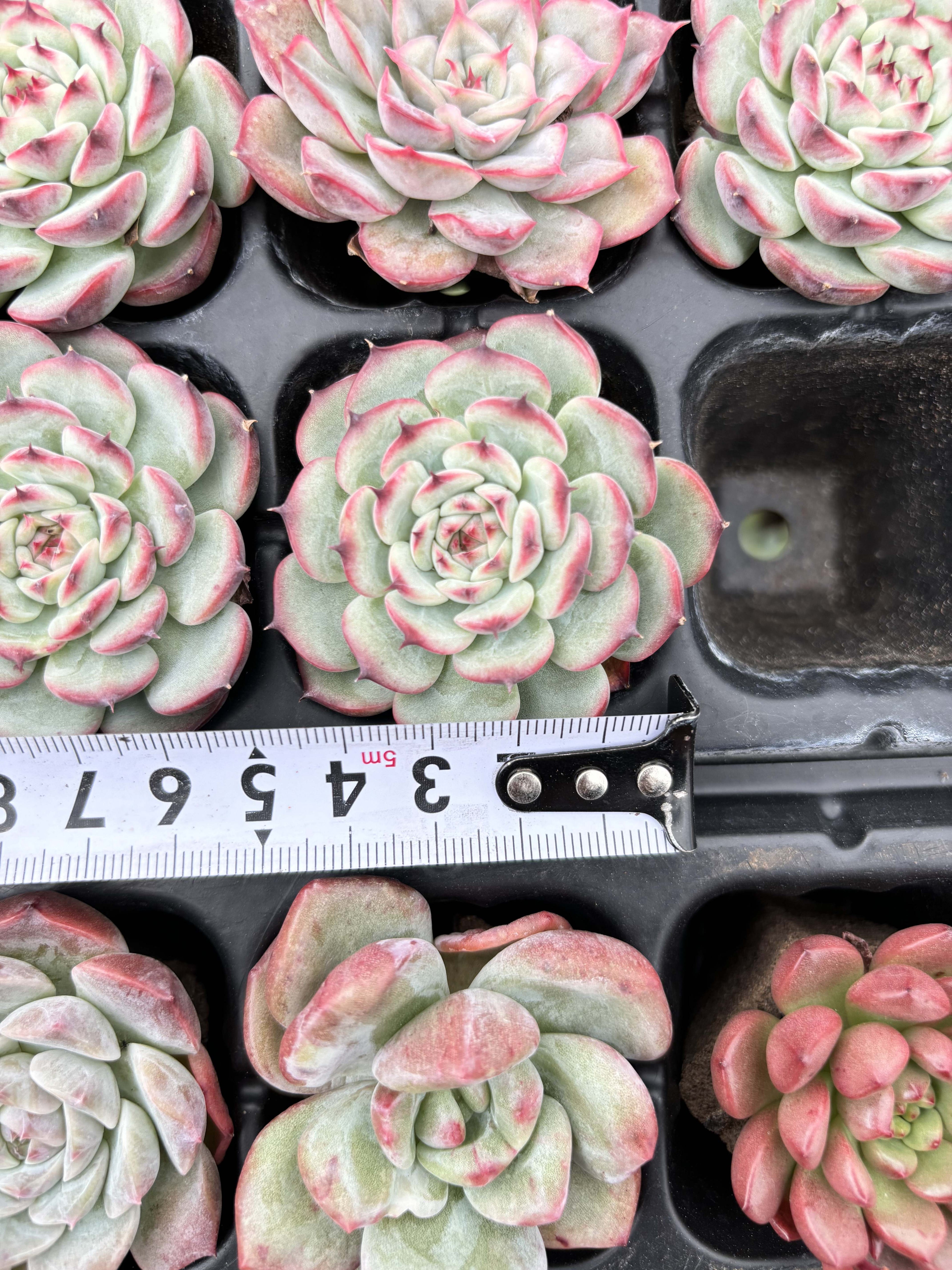 R005 エケベリア マルセル