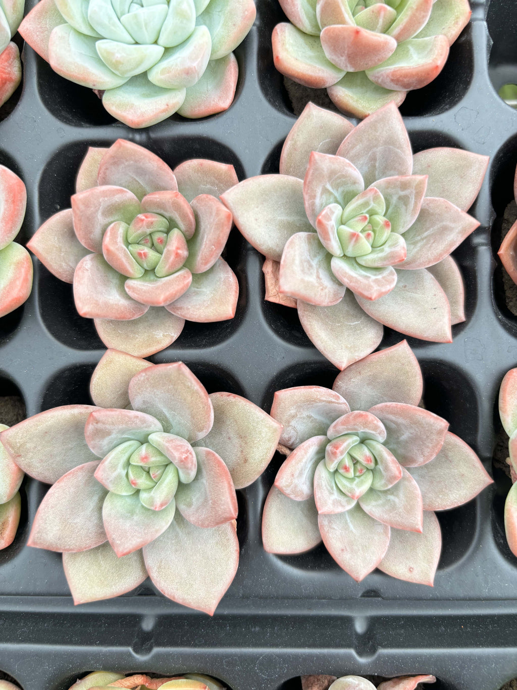 R007 エケベリア シャンパン