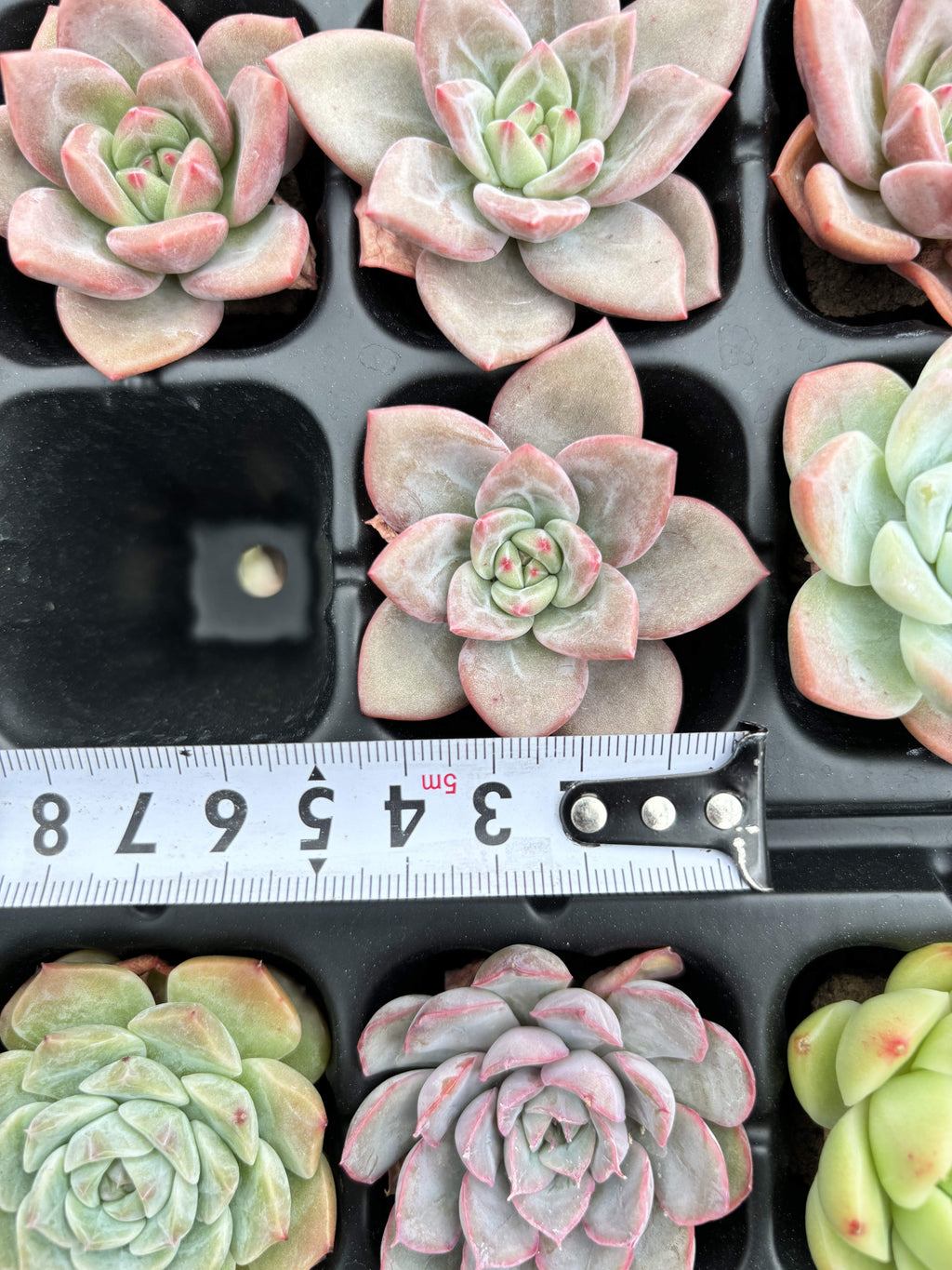 R007 エケベリア シャンパン