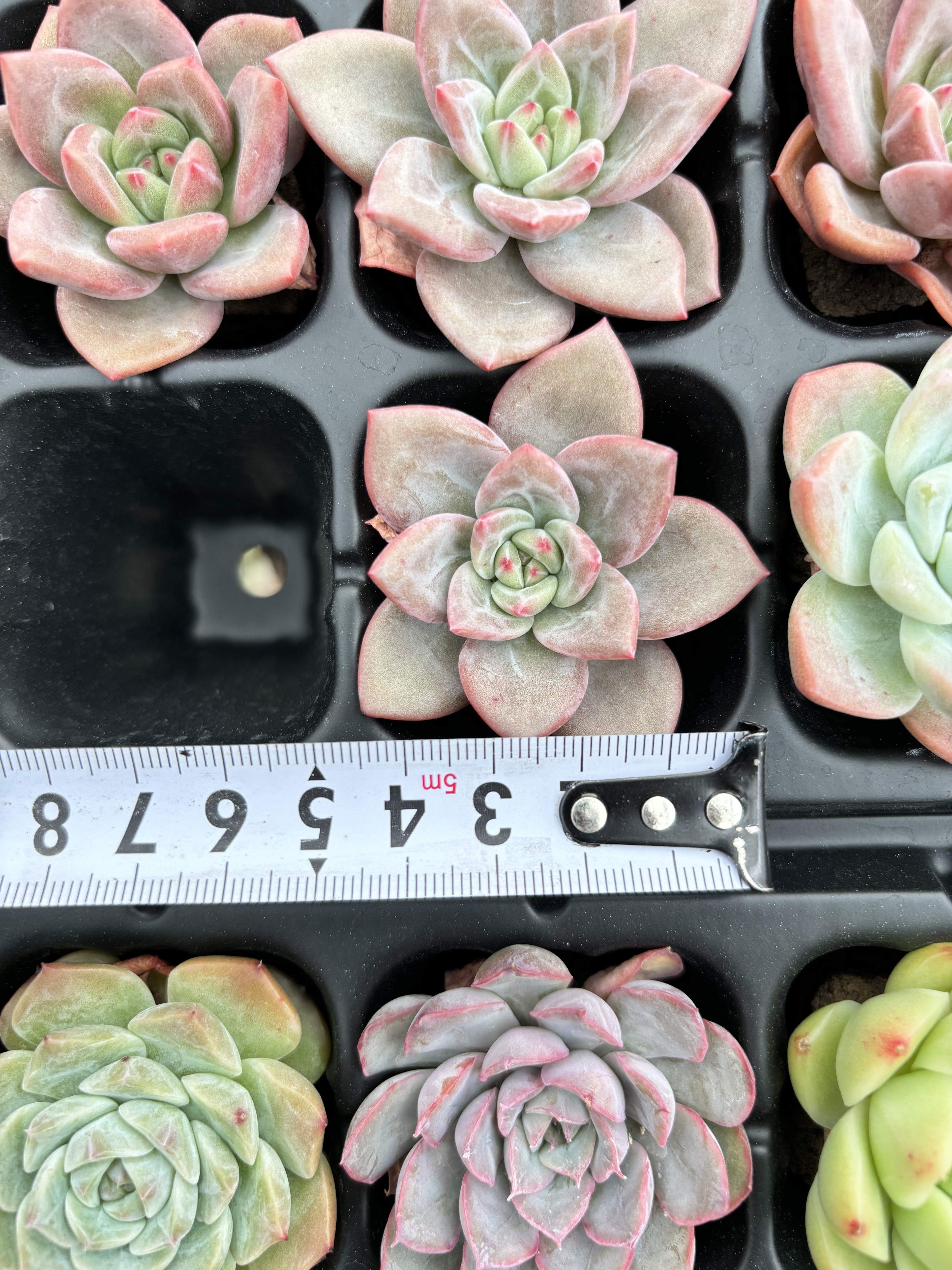 R007 エケベリア シャンパン