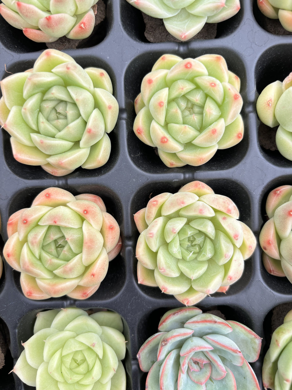 R009 エケベリア マルガン