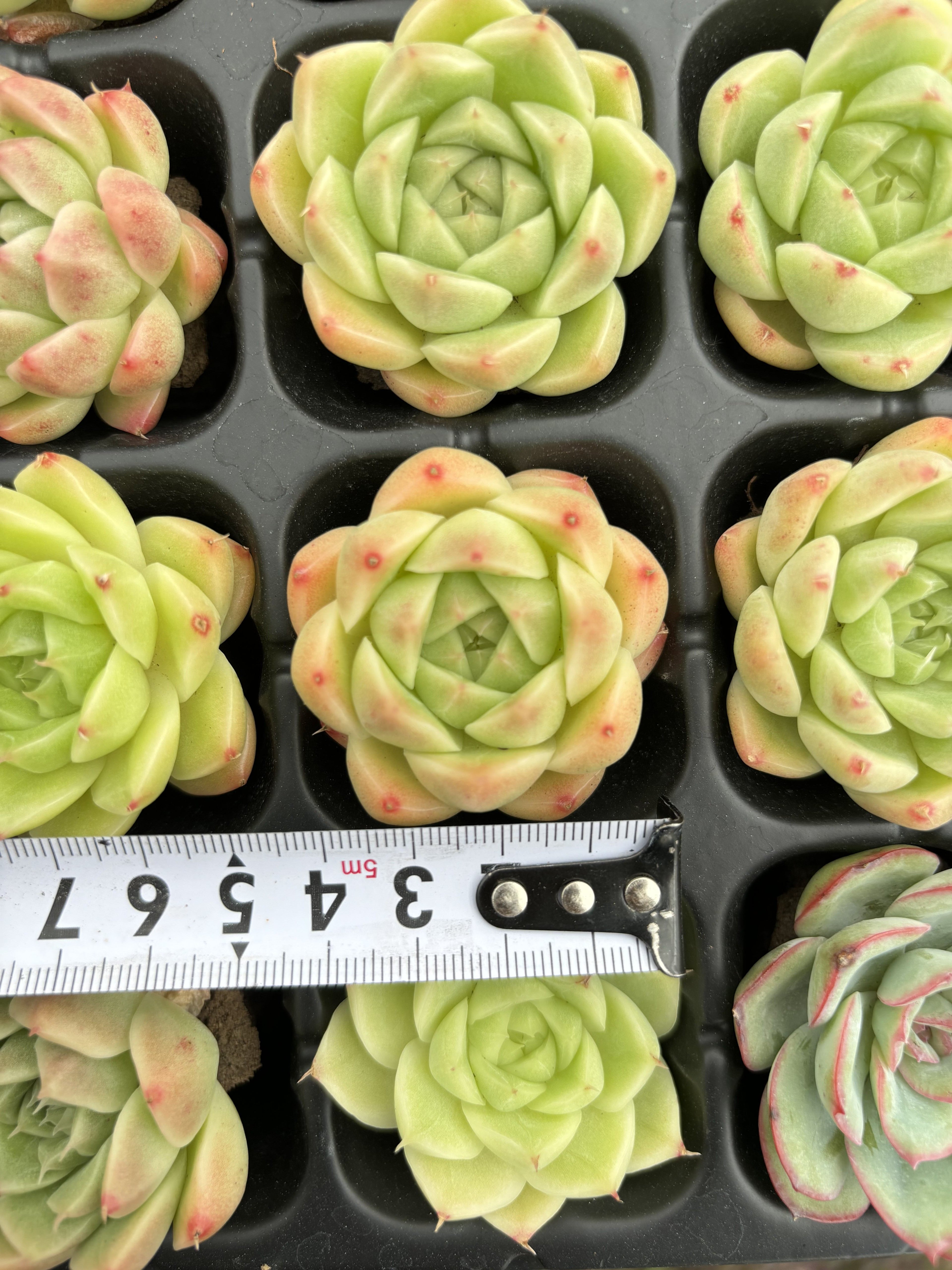 R009 エケベリア マルガン