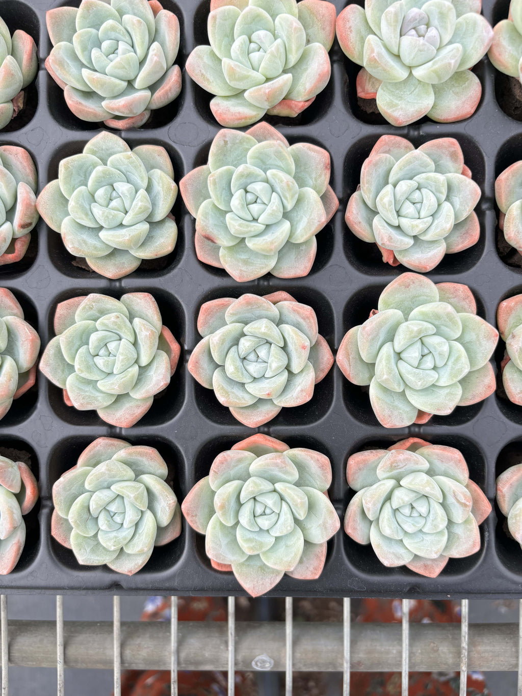 R010 エケベリア イスグリーン