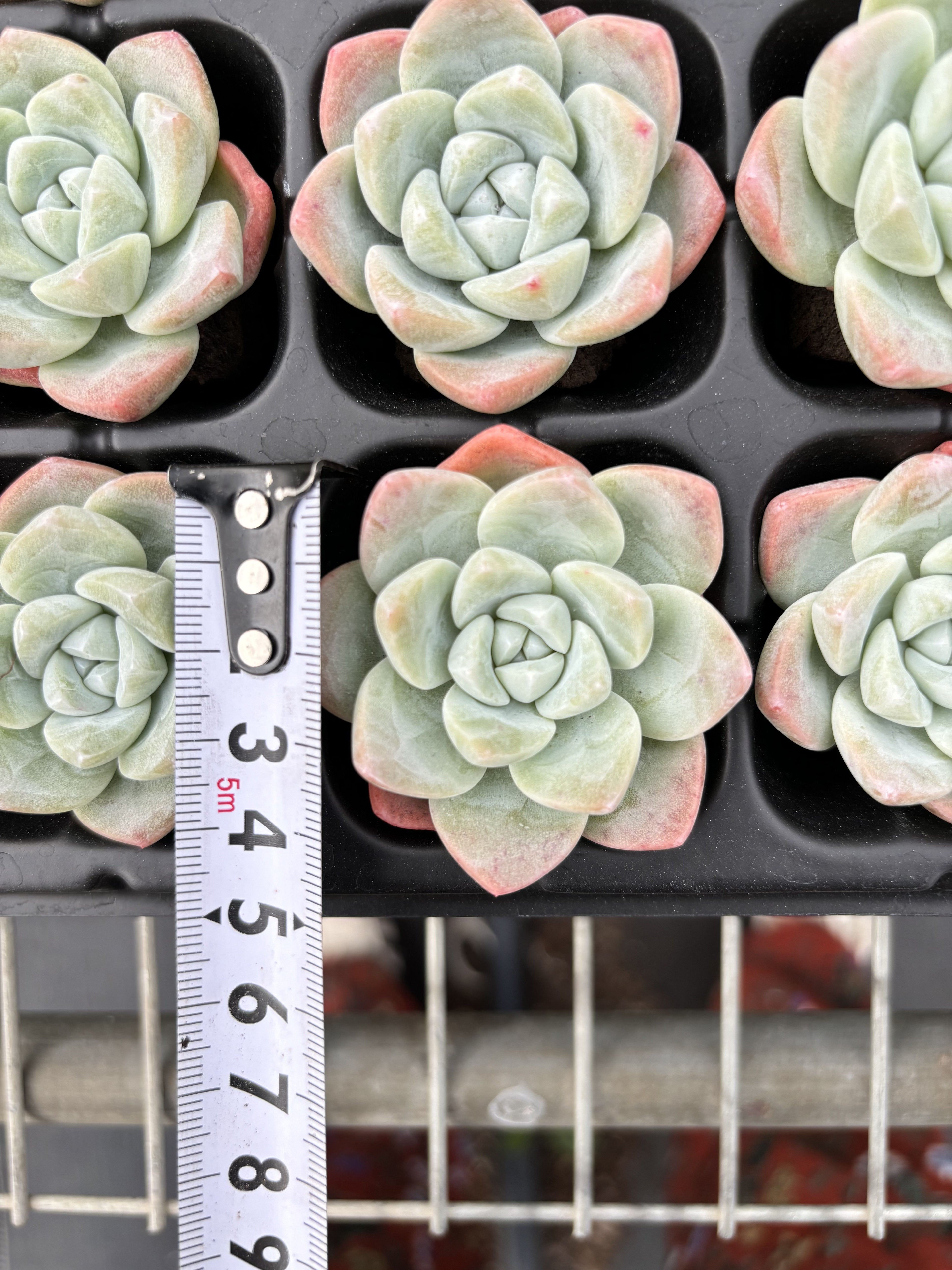 R010 エケベリア イスグリーン