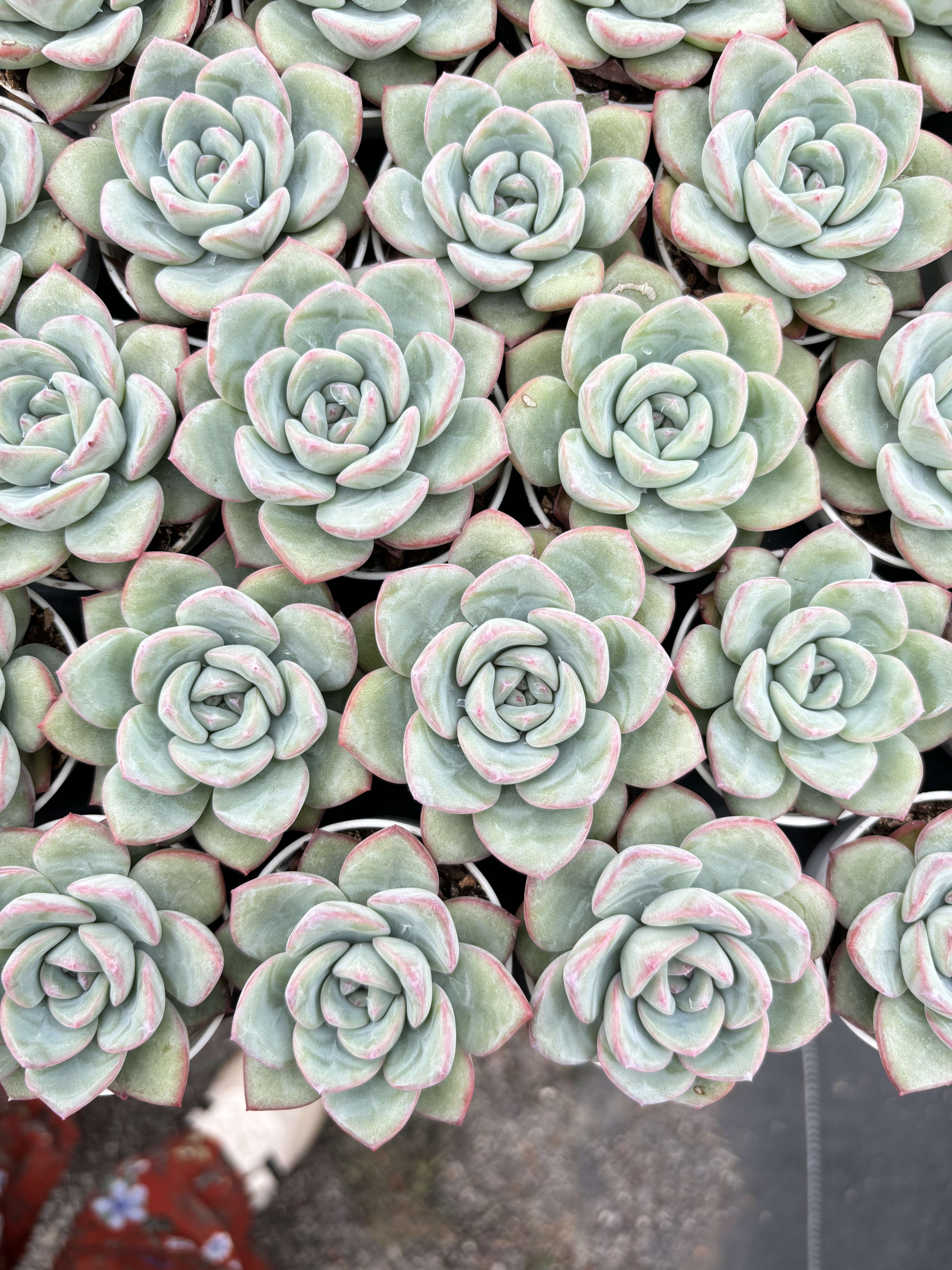 R011 エケベリア パフ