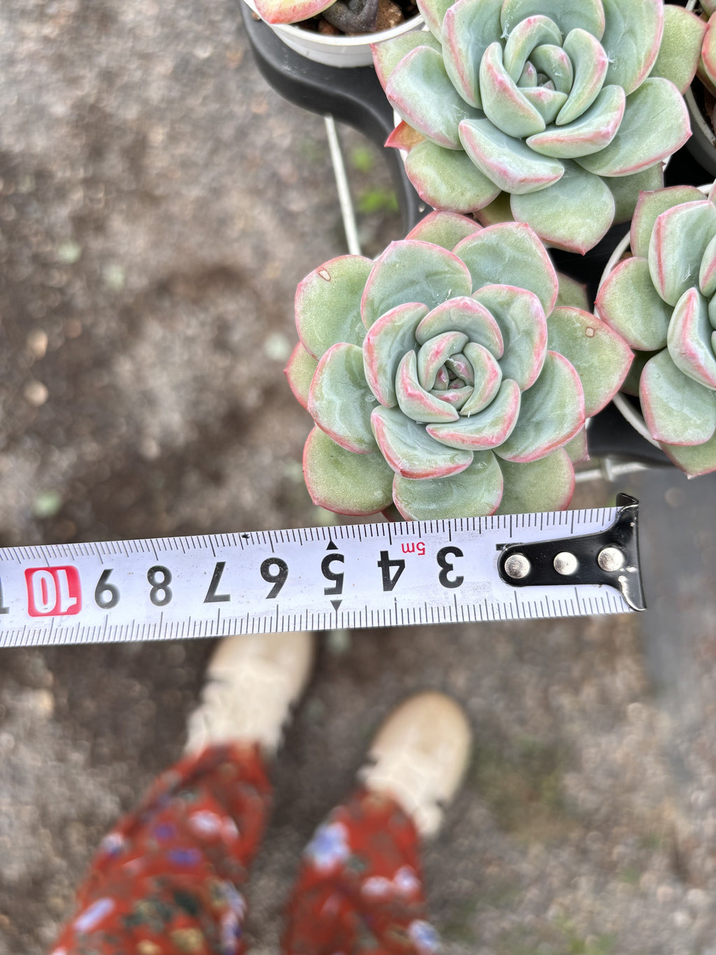 R011 エケベリア パフ