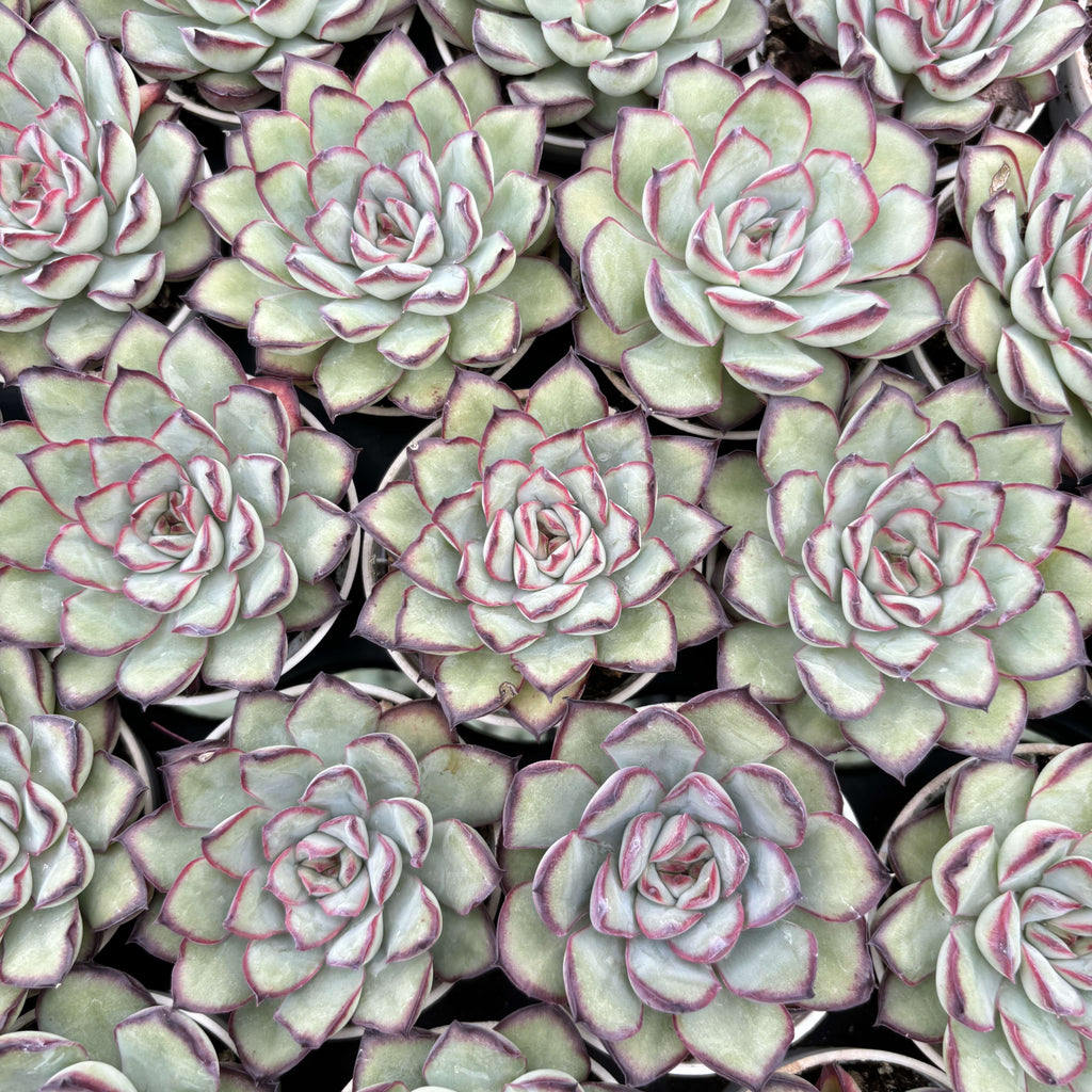 R012 エケベリア メキシコ・プリドネス