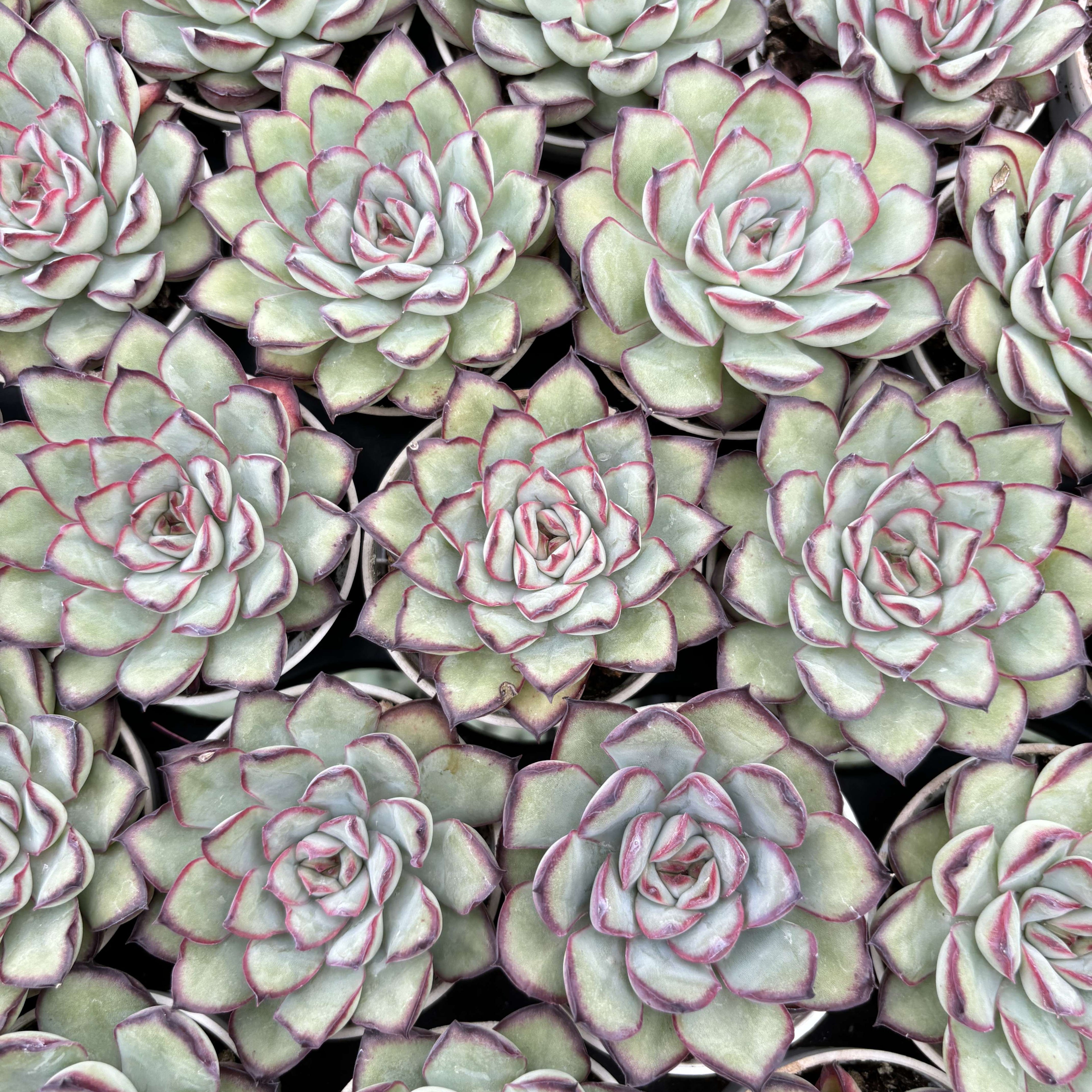 R012 エケベリア メキシコ・プリドネス