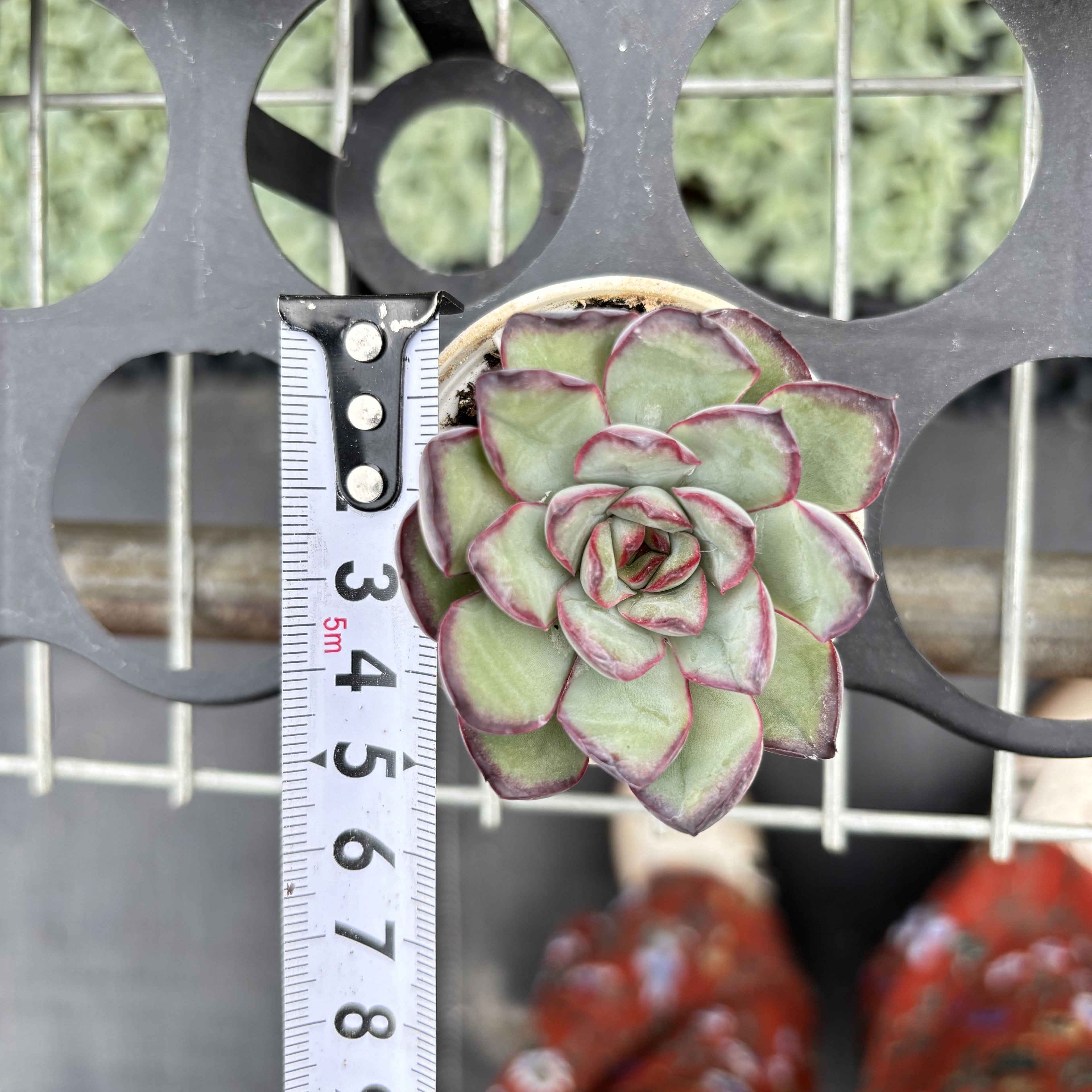 R012 エケベリア メキシコ・プリドネス