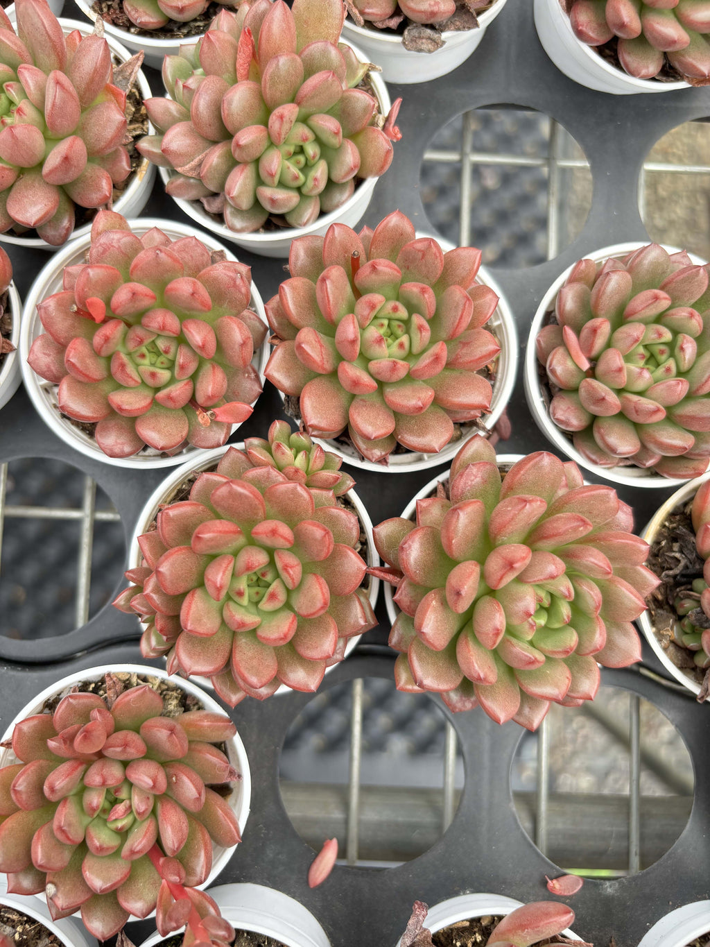 R014 エケベリア ピンク・ルビー