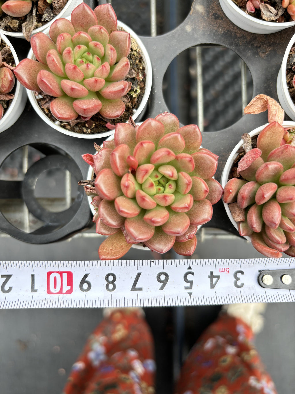 R014 エケベリア ピンク・ルビー