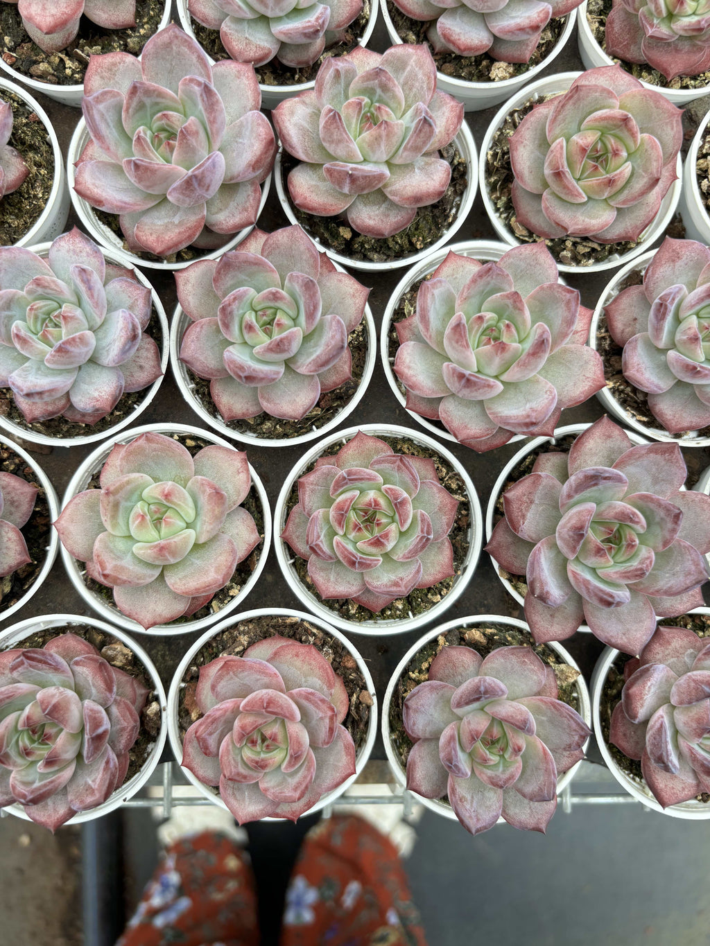 R017 エケベリア アメジスト・ストーン