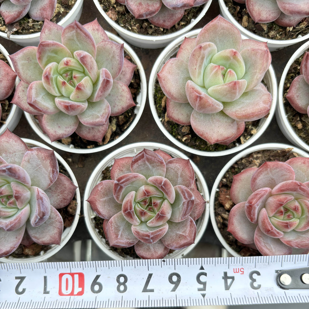 R017 エケベリア アメジスト・ストーン