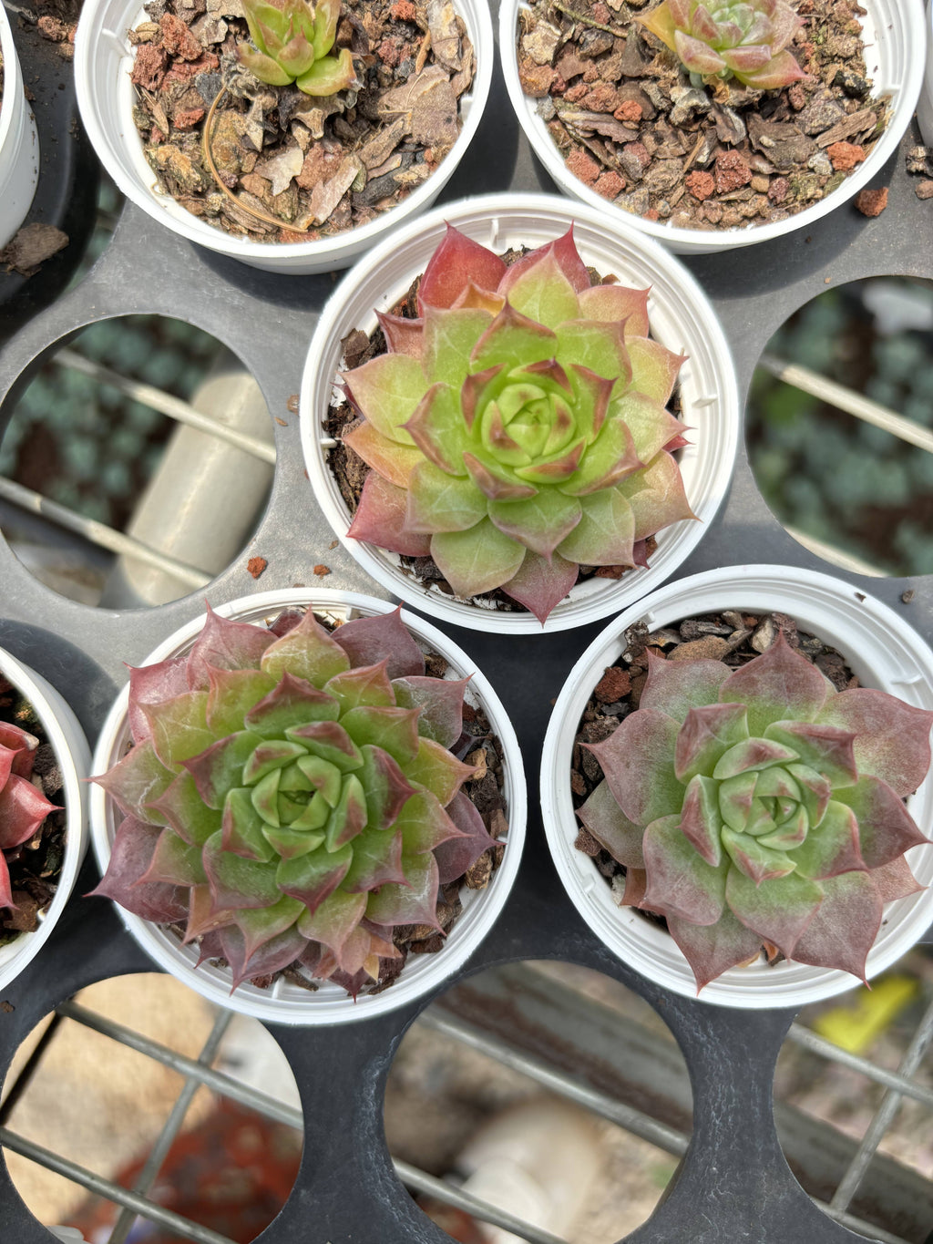 R023 エケベリア リトル・コンク