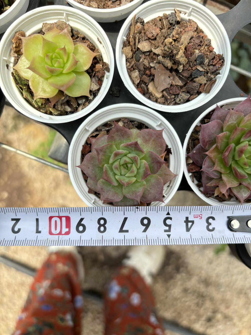 R023 エケベリア リトル・コンク