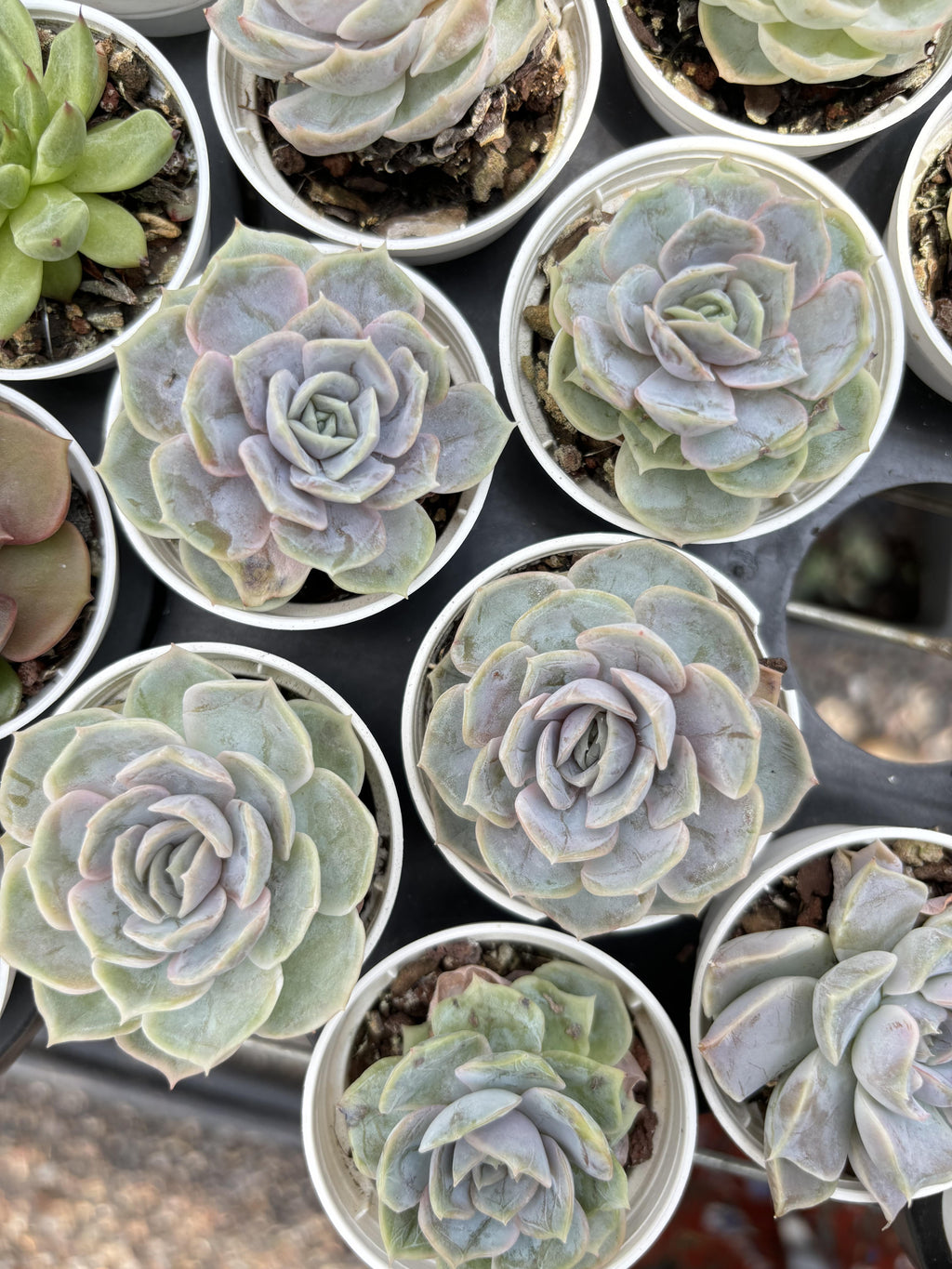 R025 エケベリア ブルー・サプライズ