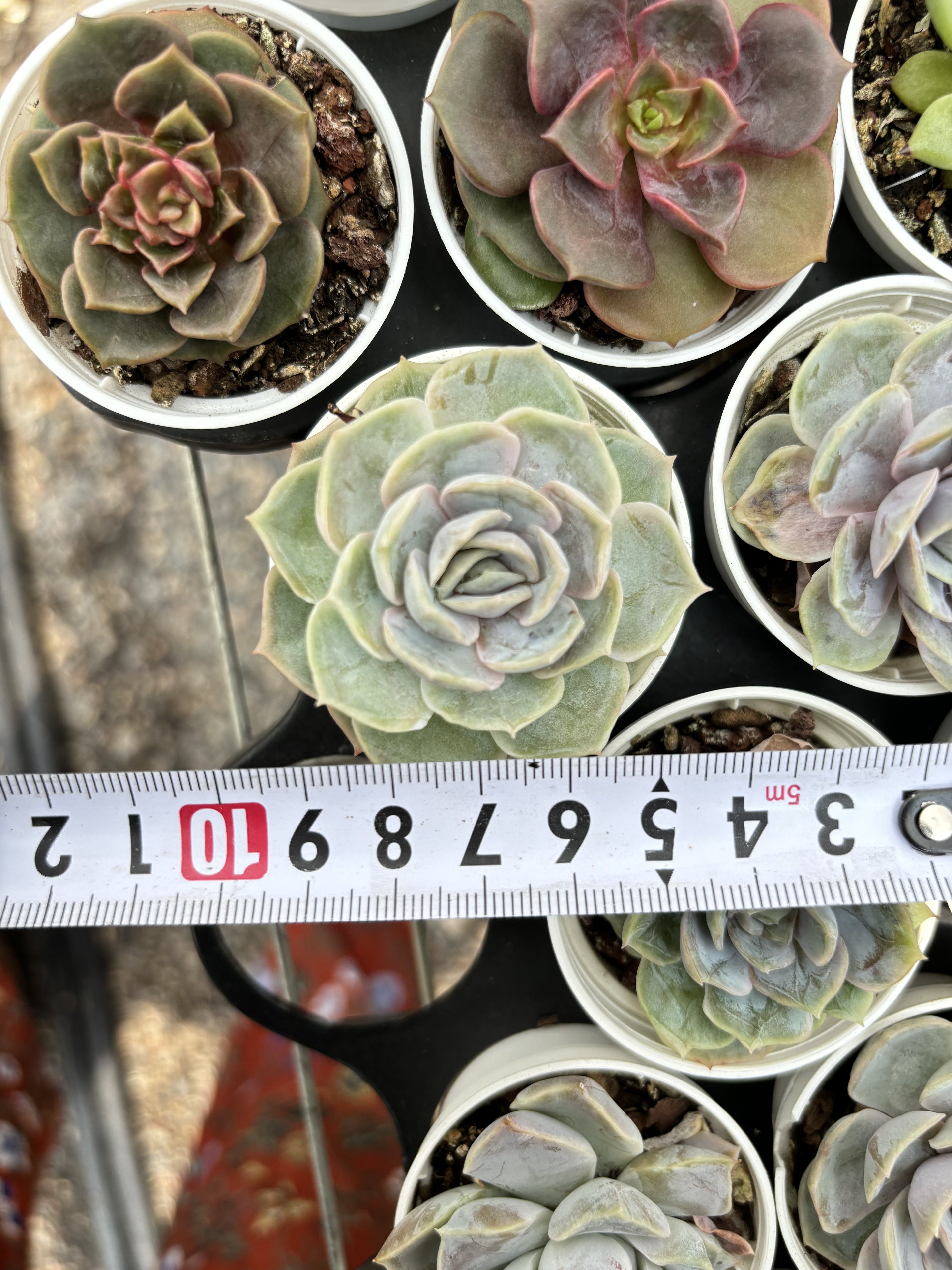 R025 エケベリア ブルー・サプライズ