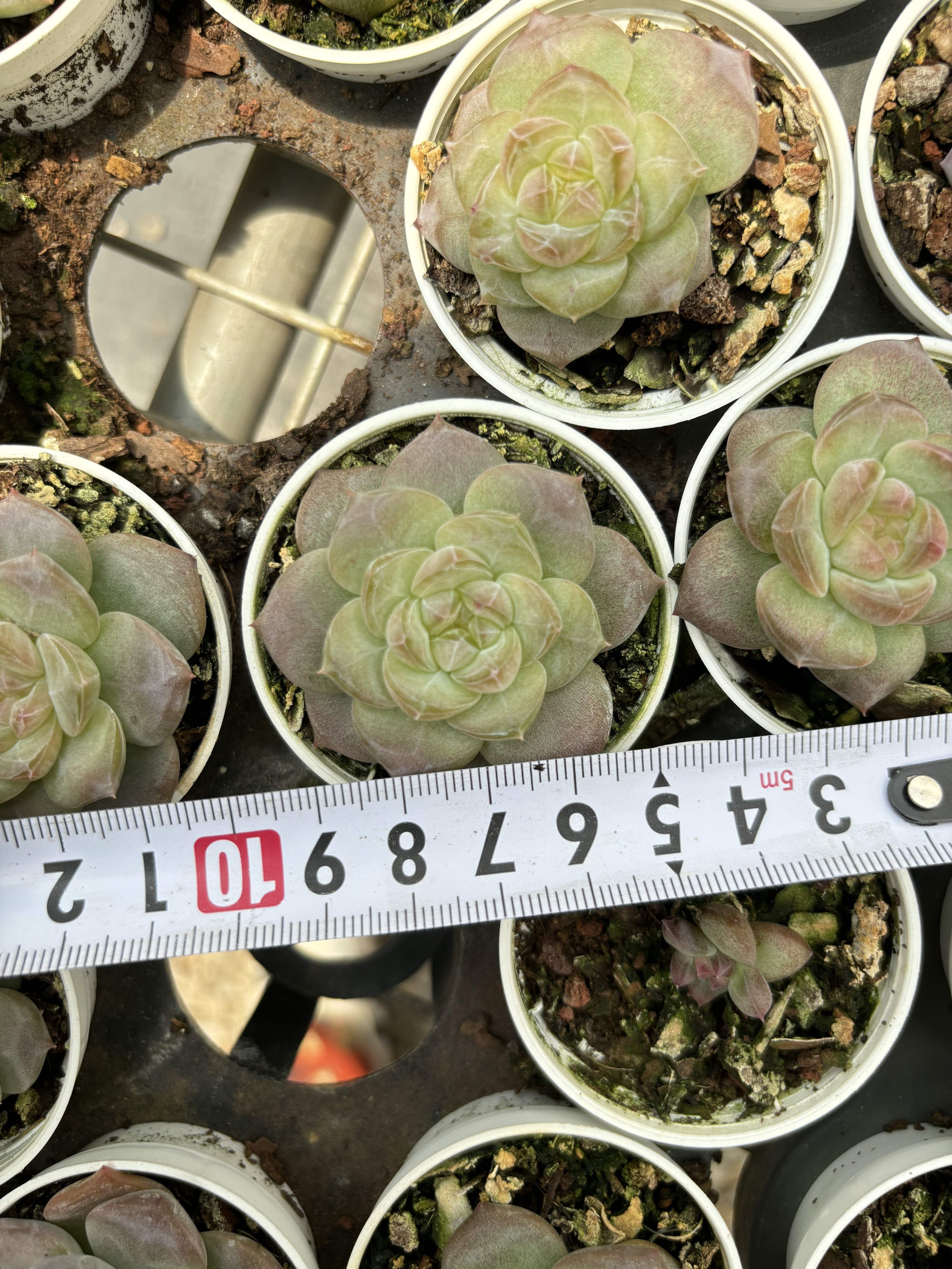 R026 エケベリア クリスタル・レイク