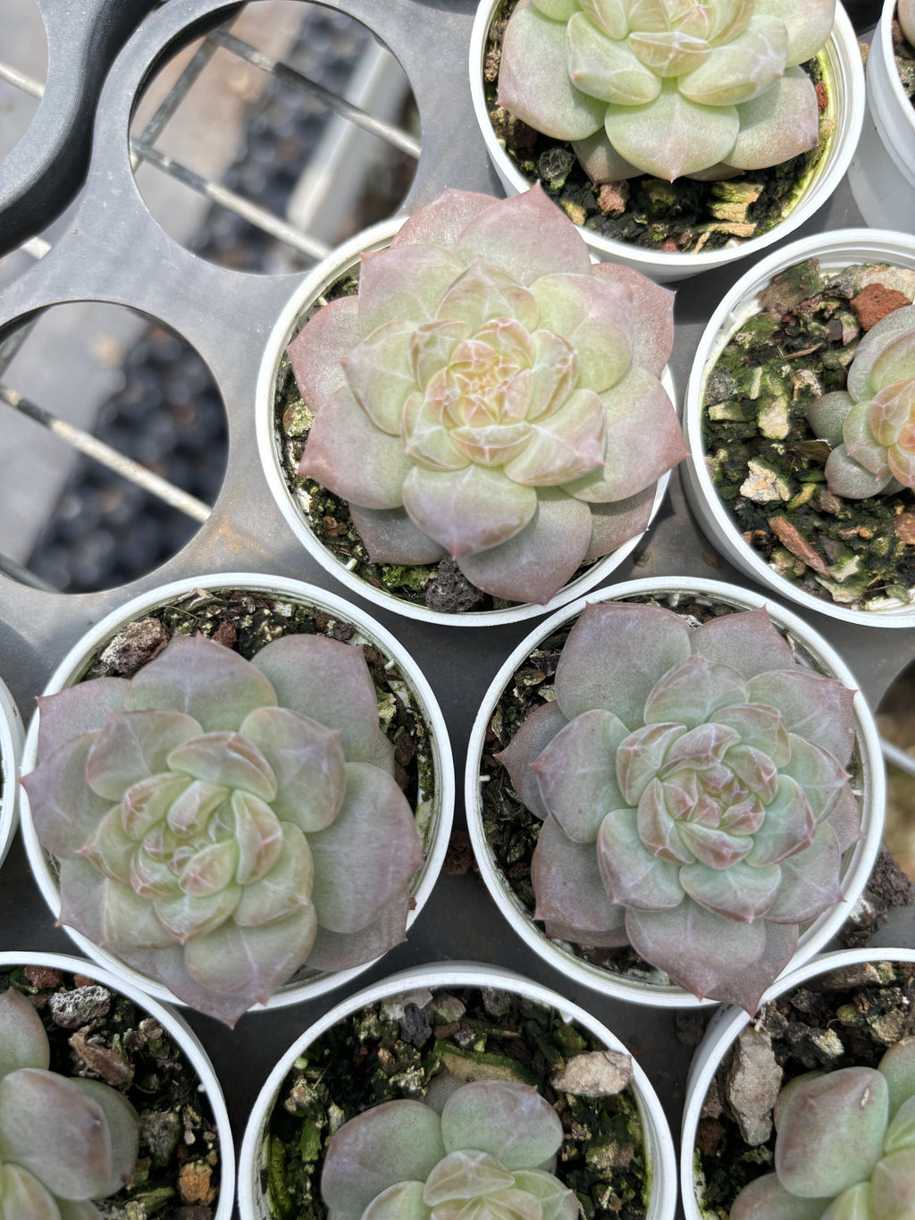 R026 エケベリア クリスタル・レイク