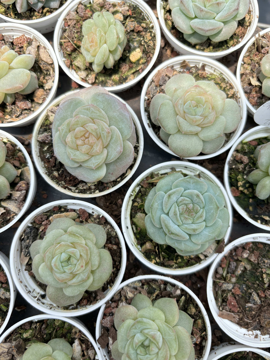 R028 エケベリア キャンディ・ジェニー